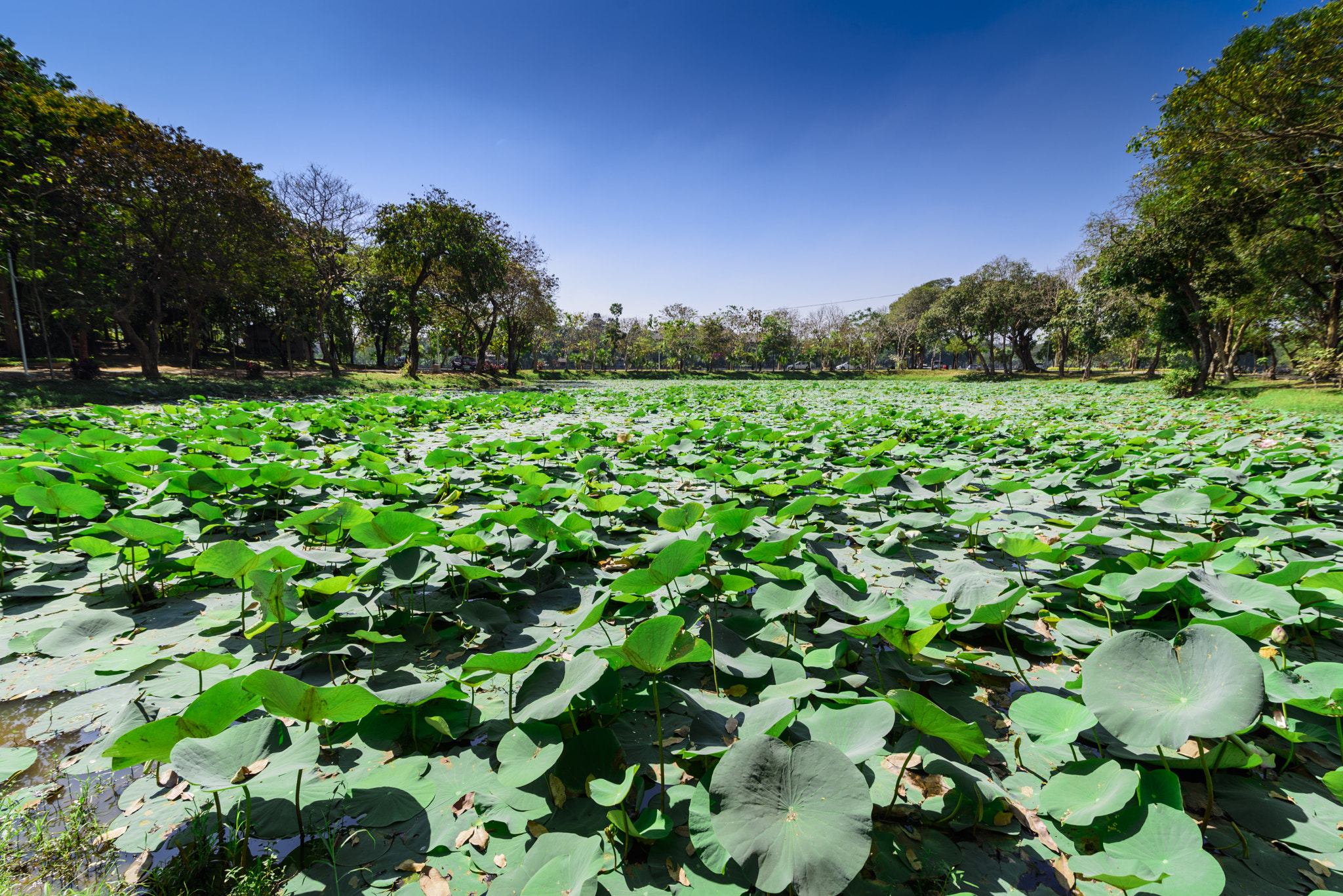 Nikon D750 + Tokina AT-X 16-28mm F2.8 Pro FX sample photo. Lotus lake photography