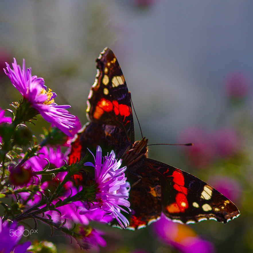 Pentax K-5 sample photo. Butterfly photography