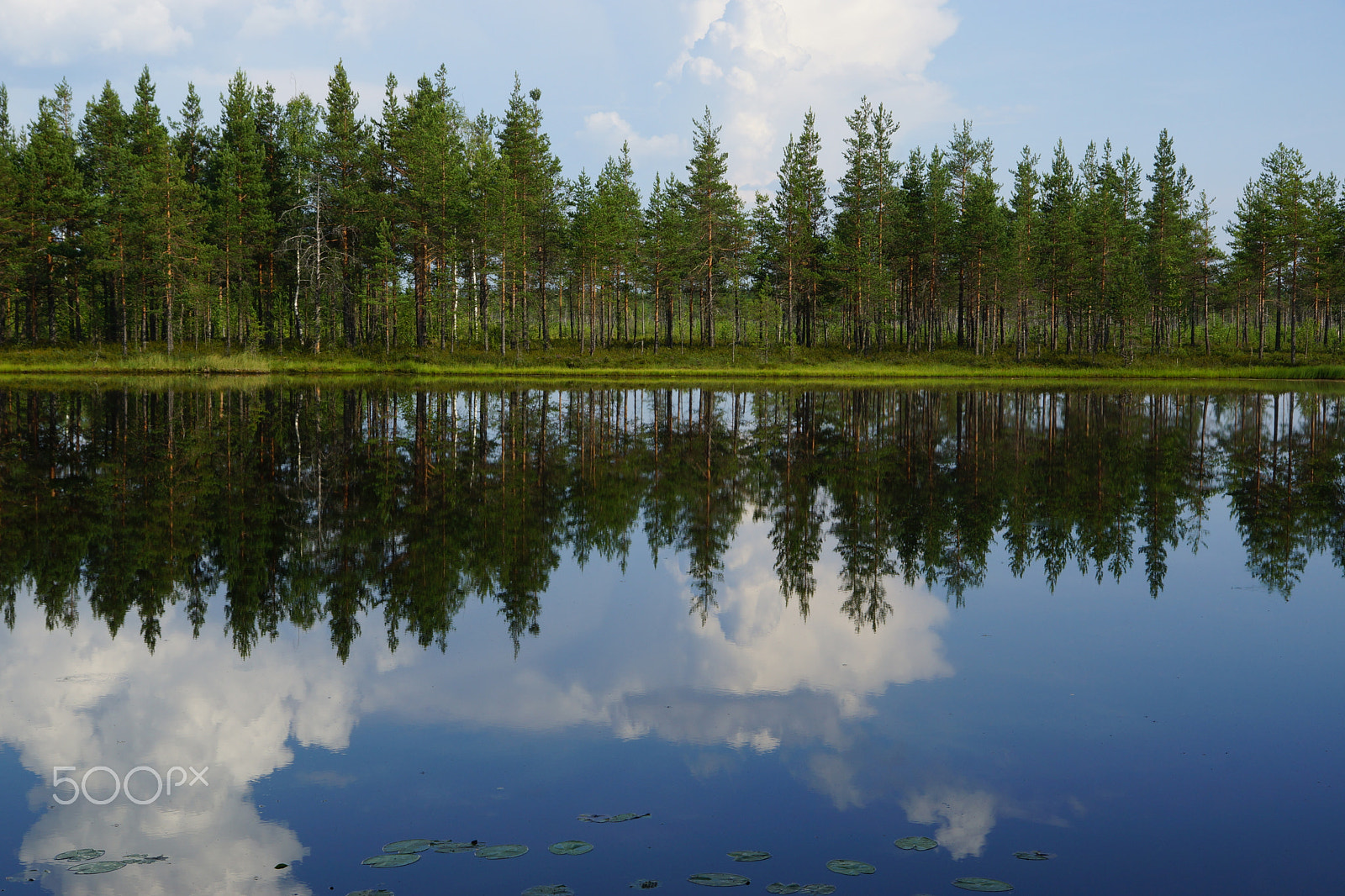 Sony SLT-A65 (SLT-A65V) sample photo. Landscape forest lake with reflection of clouds in the sky and pine trees on the beach, summer photography