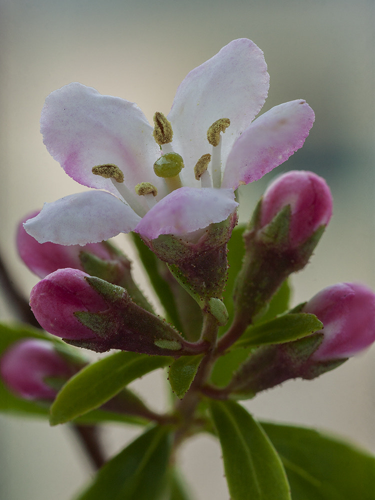 Canon EOS 40D + Tamron SP AF 90mm F2.8 Di Macro sample photo. Tiny beauty photography