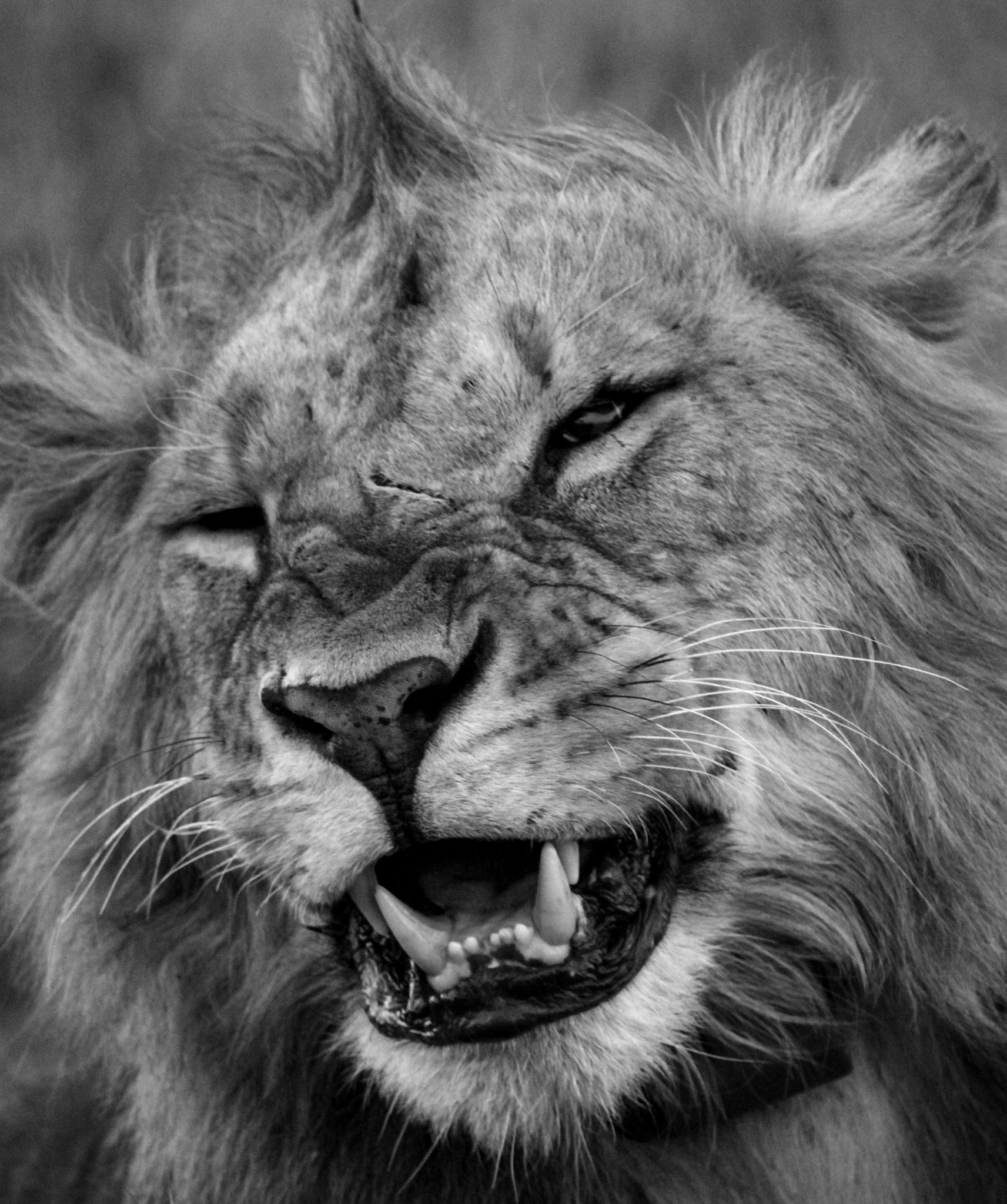Canon EF 100-400mm F4.5-5.6L IS USM sample photo. Young male lion photography
