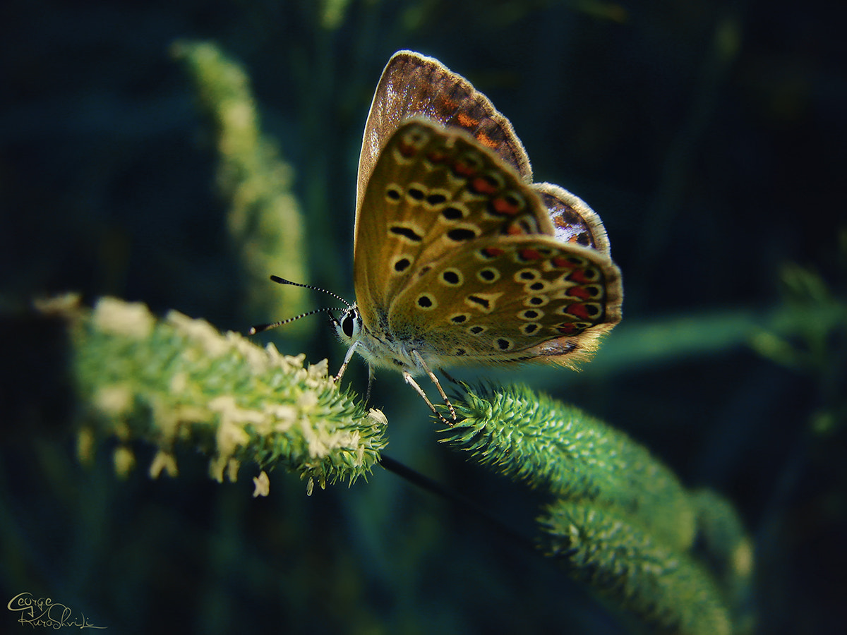 Sony DSC-H5 sample photo. Butterfly #2 photography