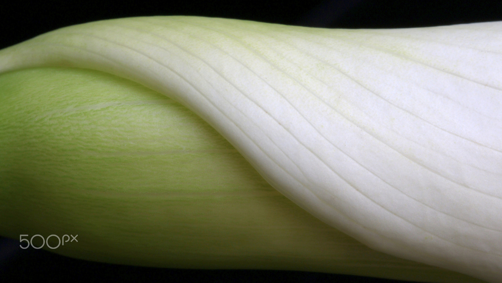 Canon EOS 760D (EOS Rebel T6s / EOS 8000D) sample photo. Calla lily 0245 photography