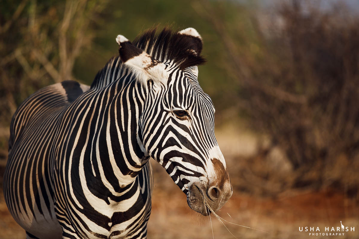 Canon EF 500mm F4L IS II USM sample photo. Grevy's zebra photography