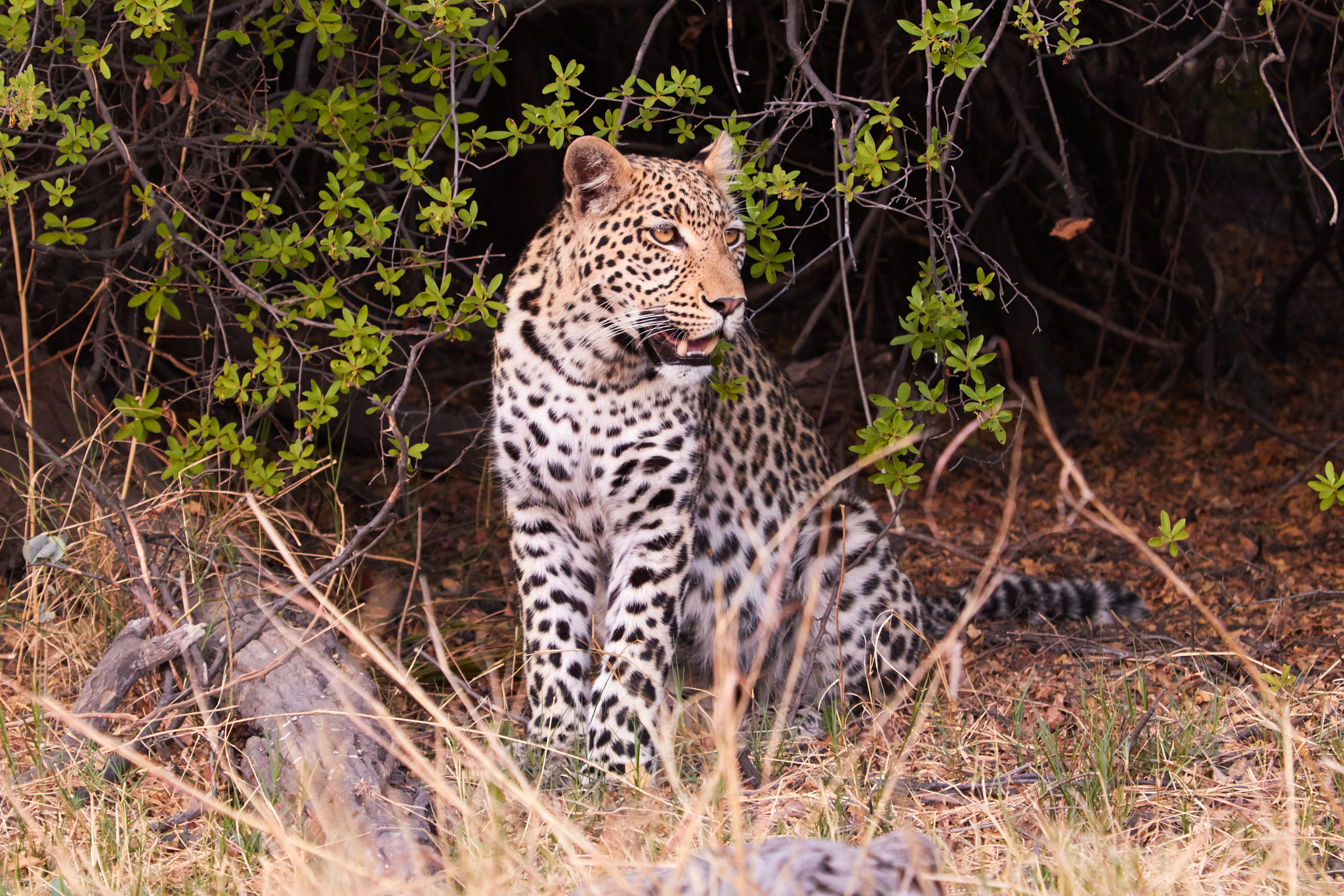 Canon EF 100-400mm F4.5-5.6L IS USM sample photo. Leopard out of her hiding spot photography