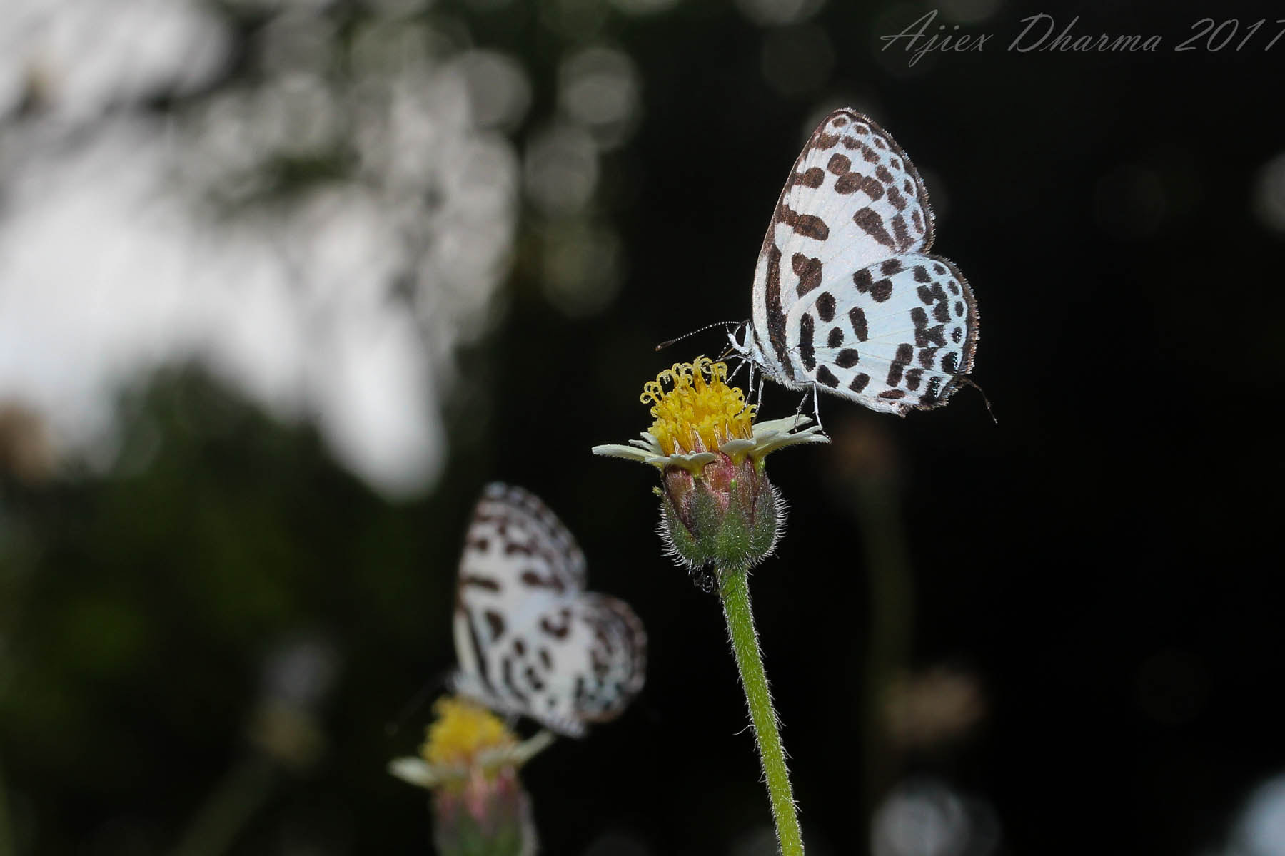 Canon EF-S 60mm F2.8 Macro USM sample photo. Mirroring  photography