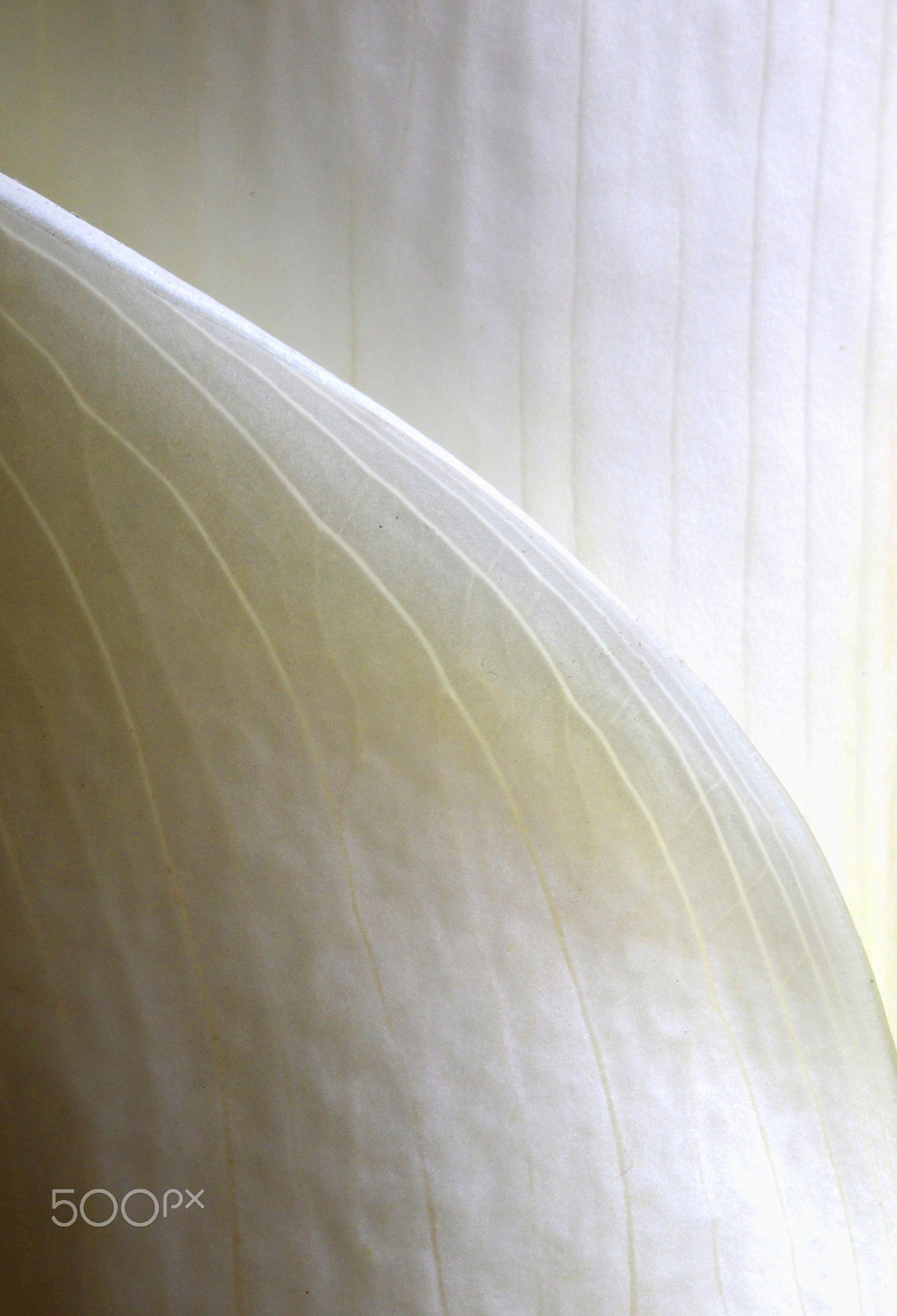Canon EOS 760D (EOS Rebel T6s / EOS 8000D) sample photo. Calla lily 0248 photography