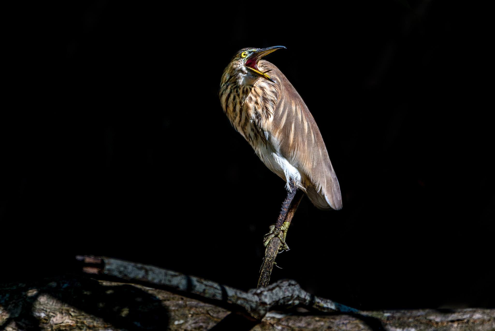 Sigma 150-600mm F5-6.3 DG OS HSM | S sample photo. Ardeola grayii indian pond heron photography