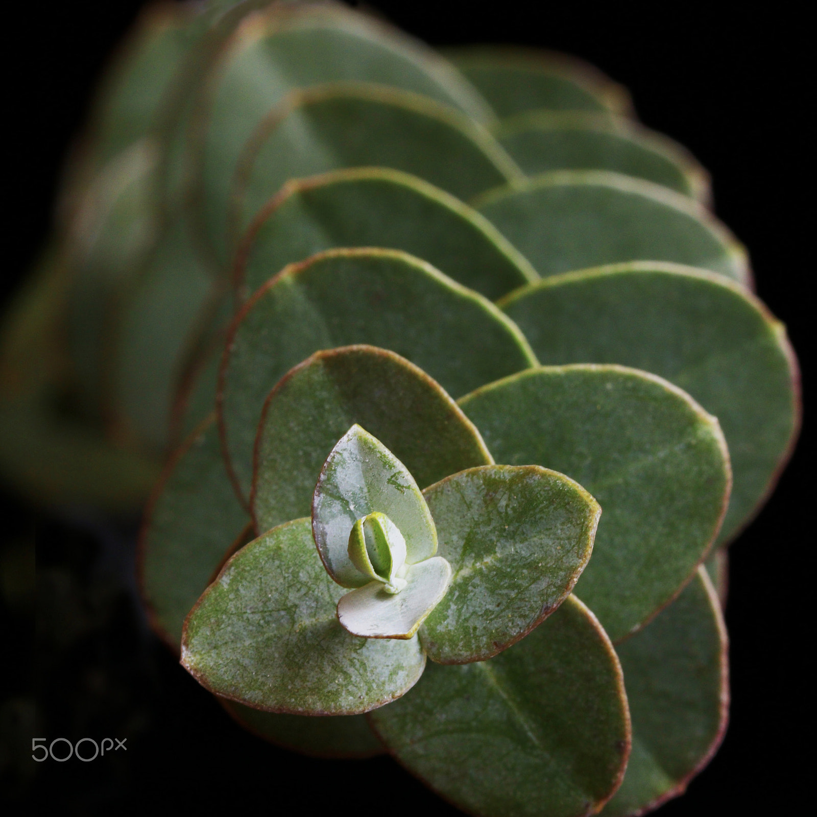Canon EOS 760D (EOS Rebel T6s / EOS 8000D) sample photo. Eucalyptus 0437 photography