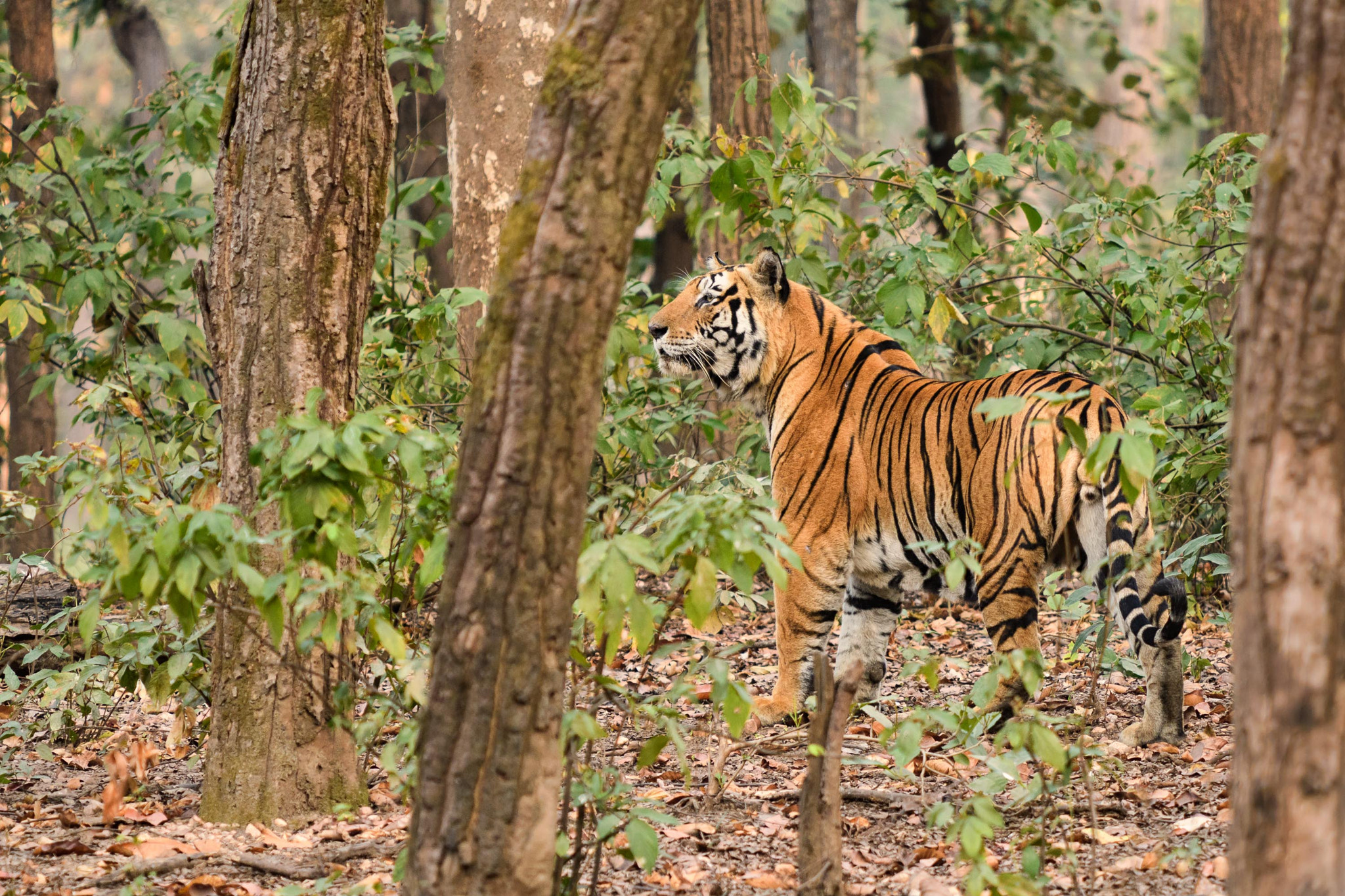 Nikon D500 sample photo. Munna - king of the jungle photography
