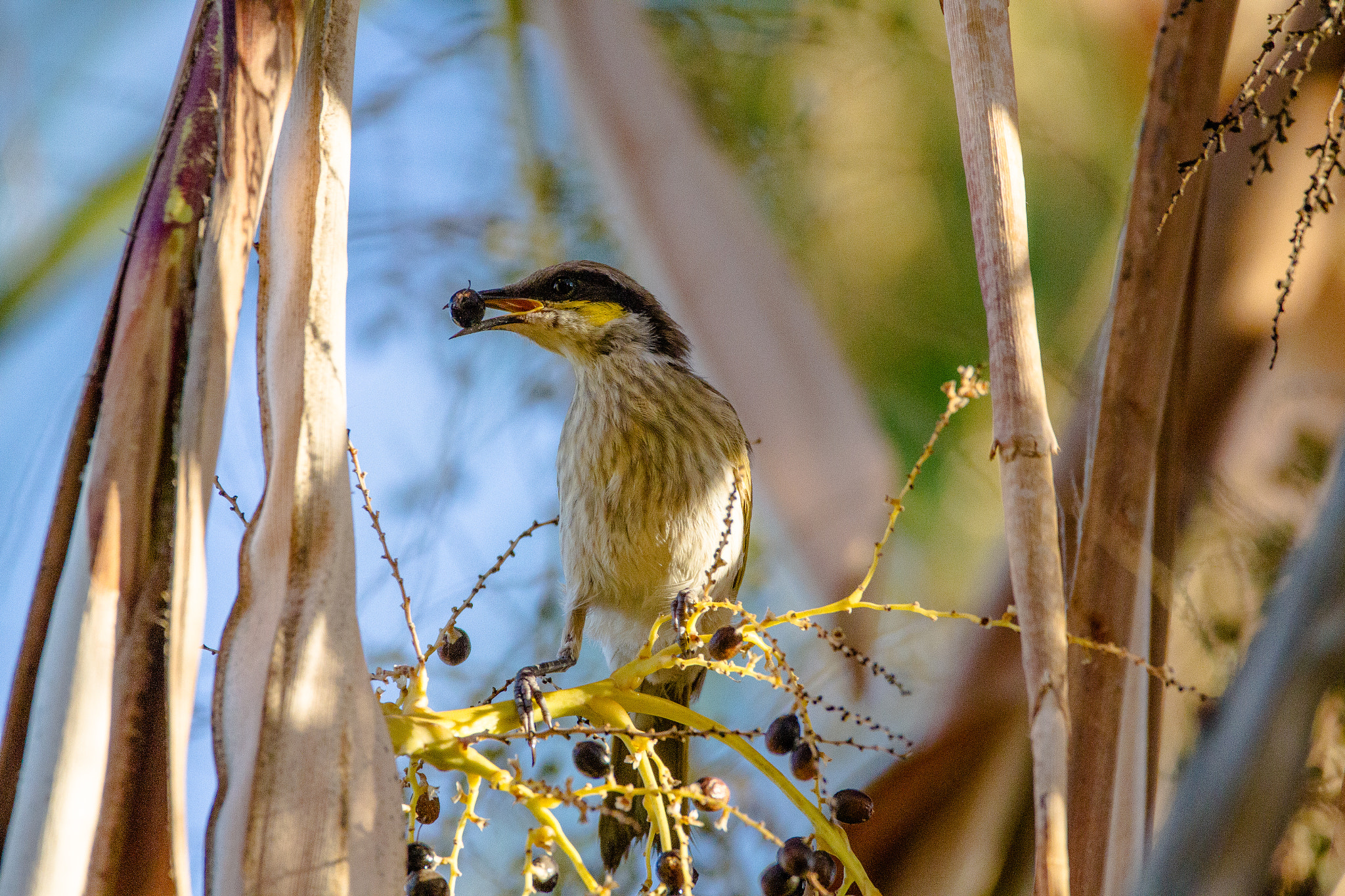 150-600mm F5-6.3 DG OS HSM | Contemporary 015 sample photo. Australia - coral bay - singing honeyeater photography