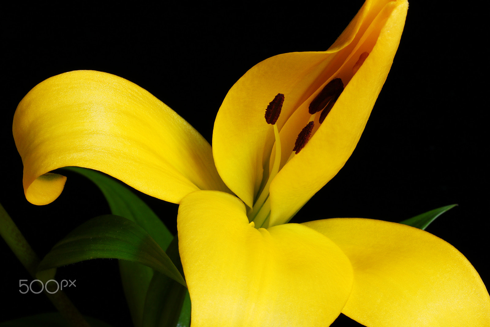 Canon EOS 760D (EOS Rebel T6s / EOS 8000D) sample photo. Day lily 0318 photography