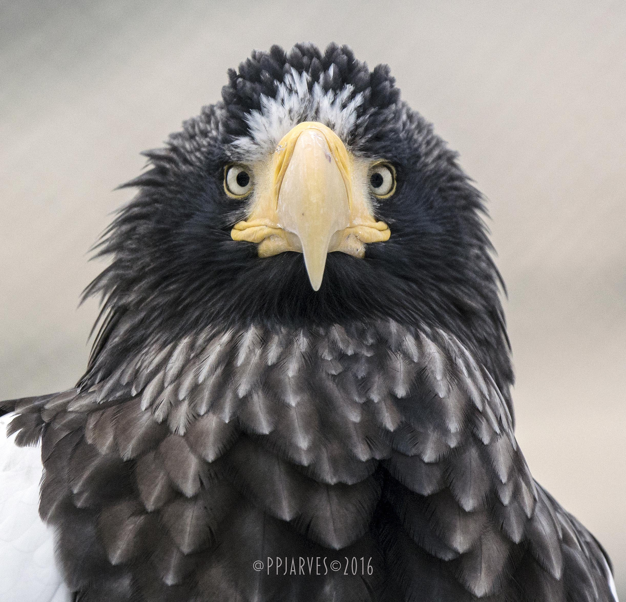 Canon EF 300mm F2.8L IS USM sample photo. Steller's sea eagle photography