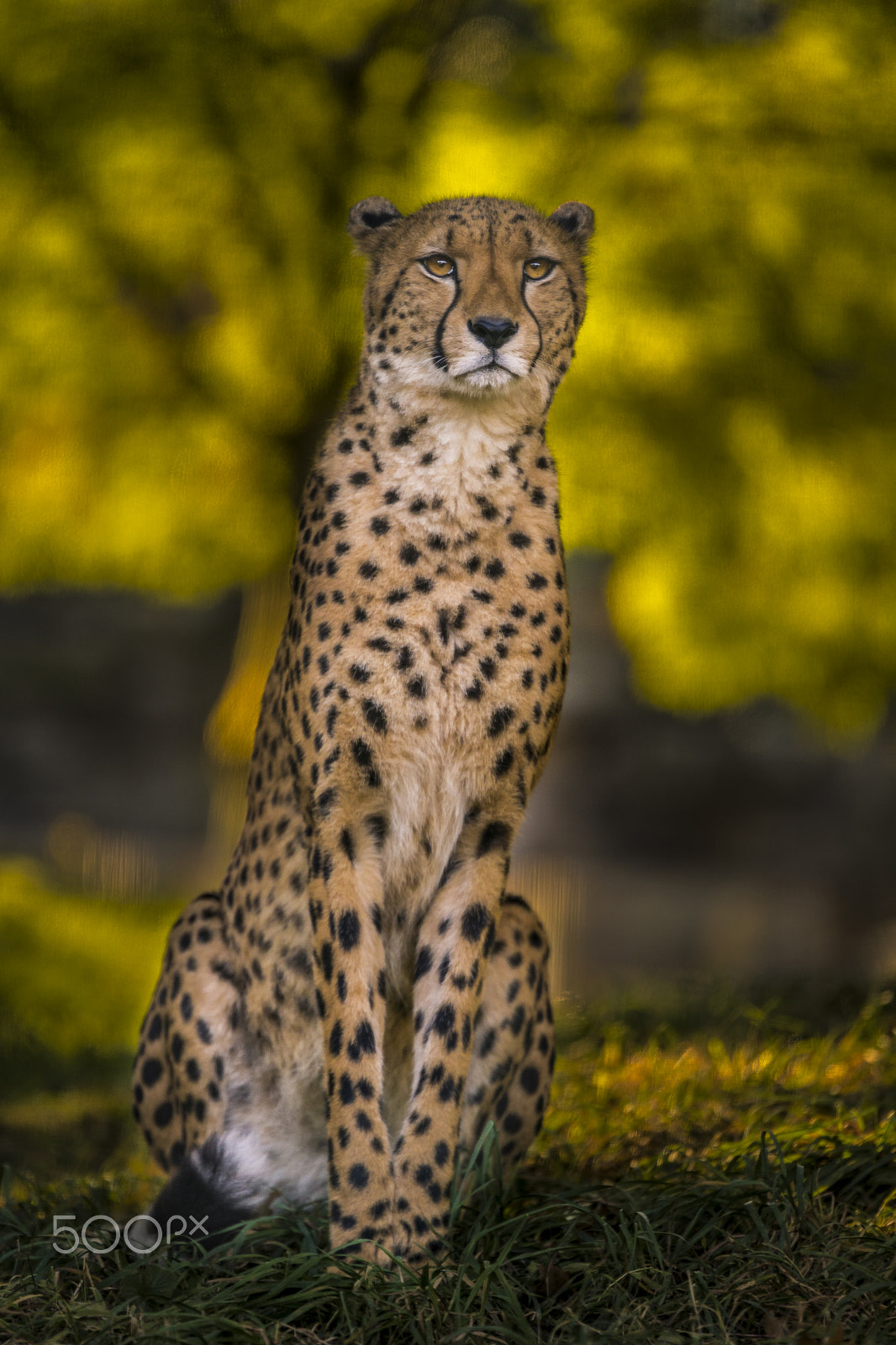 Sony ILCA-77M2 + Tamron SP 70-200mm F2.8 Di VC USD sample photo. Proud cheetah photography