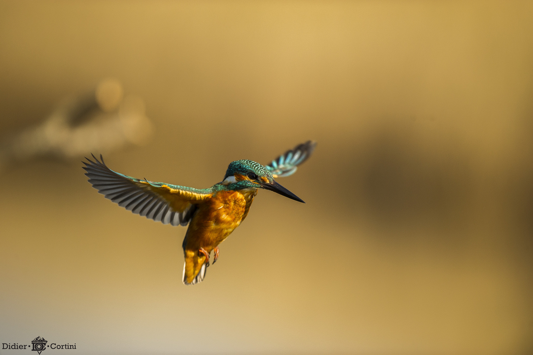 Nikon AF-S Nikkor 500mm F4G ED VR sample photo. Sustentation photography