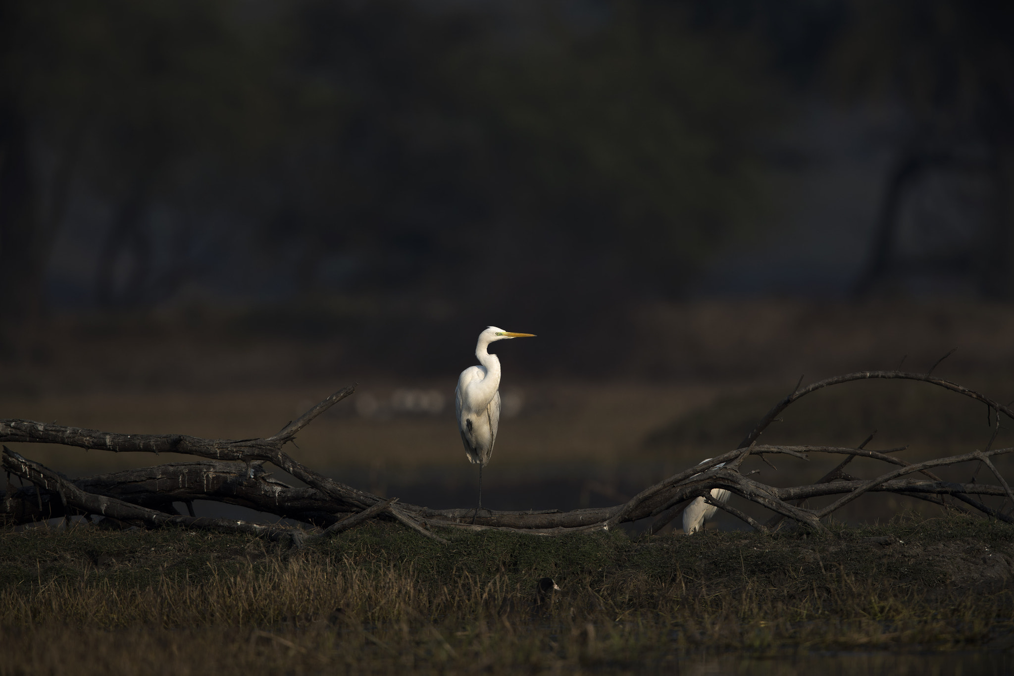Canon EF 600mm F4L IS II USM sample photo. Mr. brightside. photography
