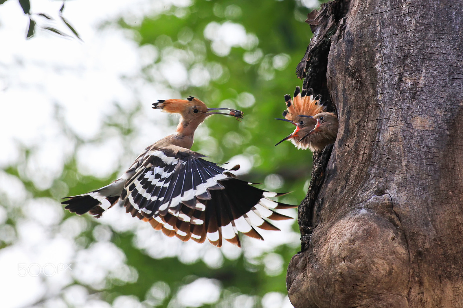 Canon EOS 5D Mark II sample photo. Hoopoe photography