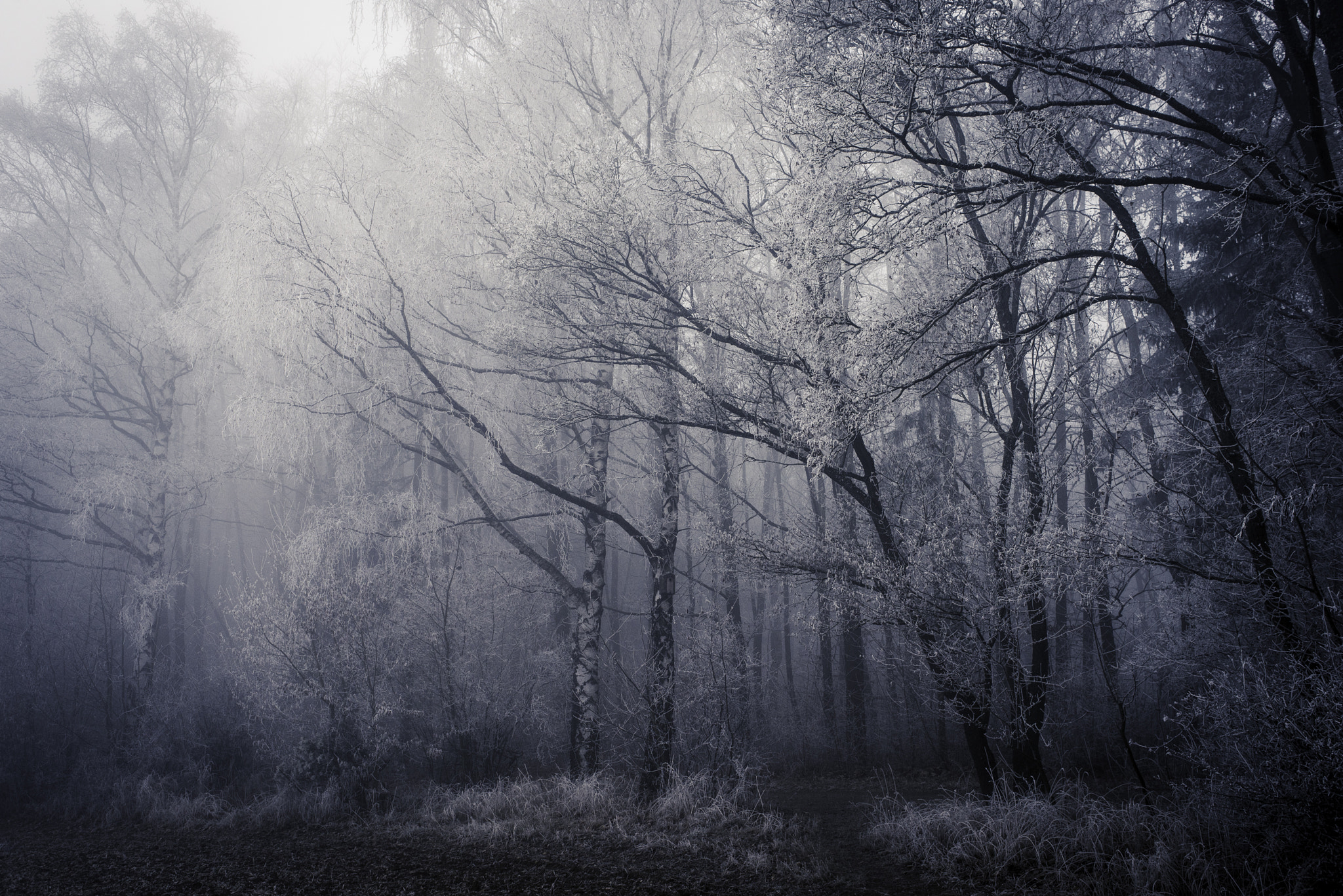 Nikon D610 + AF Nikkor 35mm f/2 sample photo. Frost photography