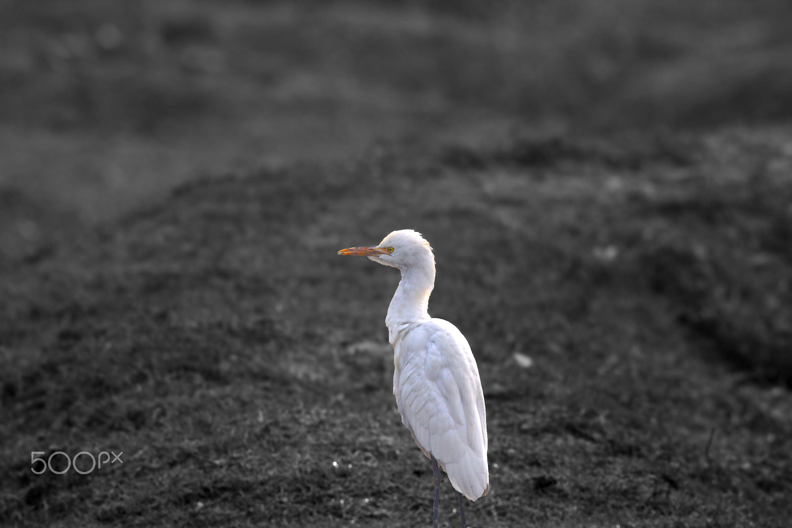 Sigma 150-600mm F5-6.3 DG OS HSM | C sample photo. Egret photography