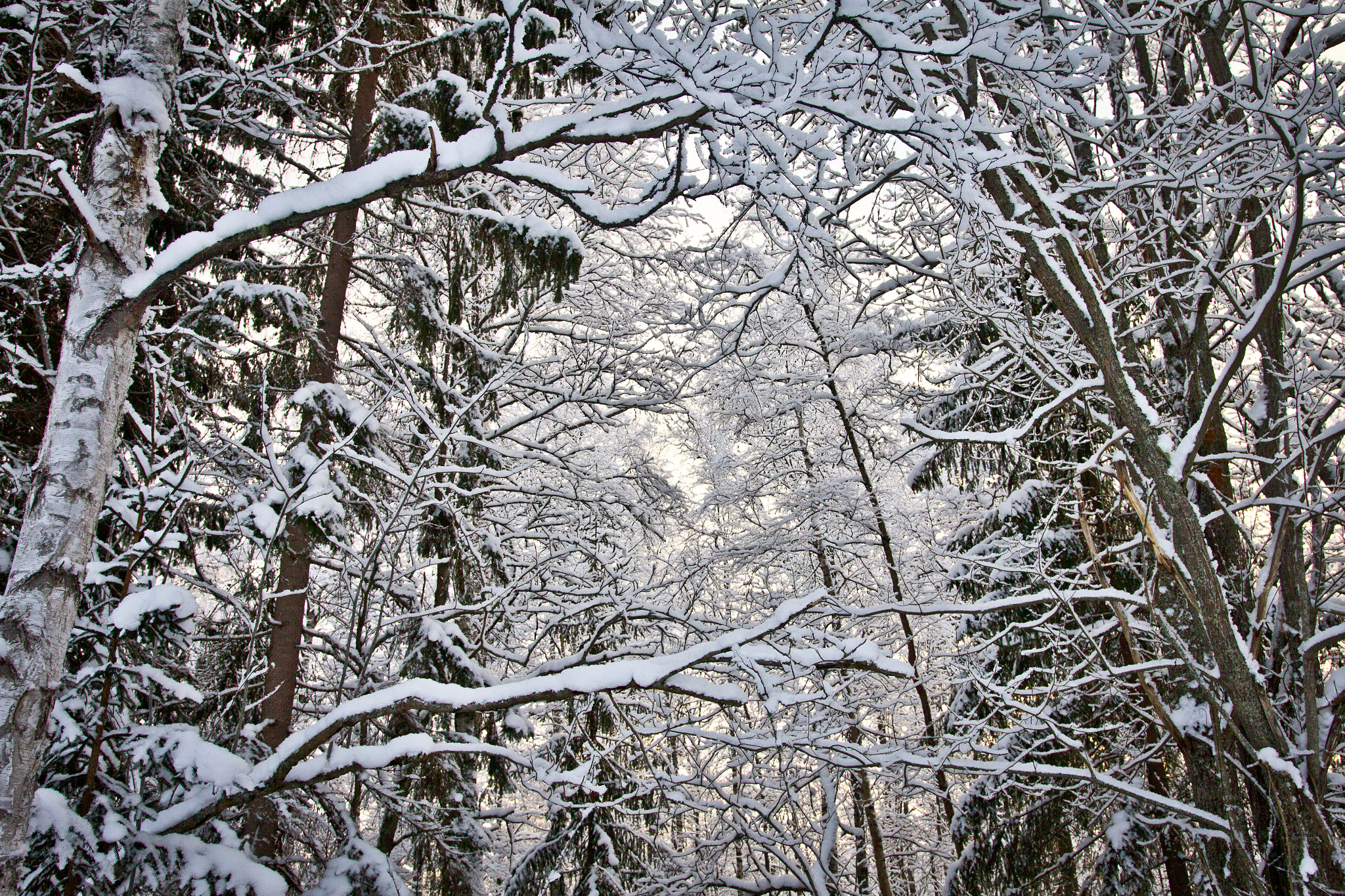 Canon EOS 60D + Sigma 18-35mm f/1.8 DC HSM sample photo. Winter forest photography