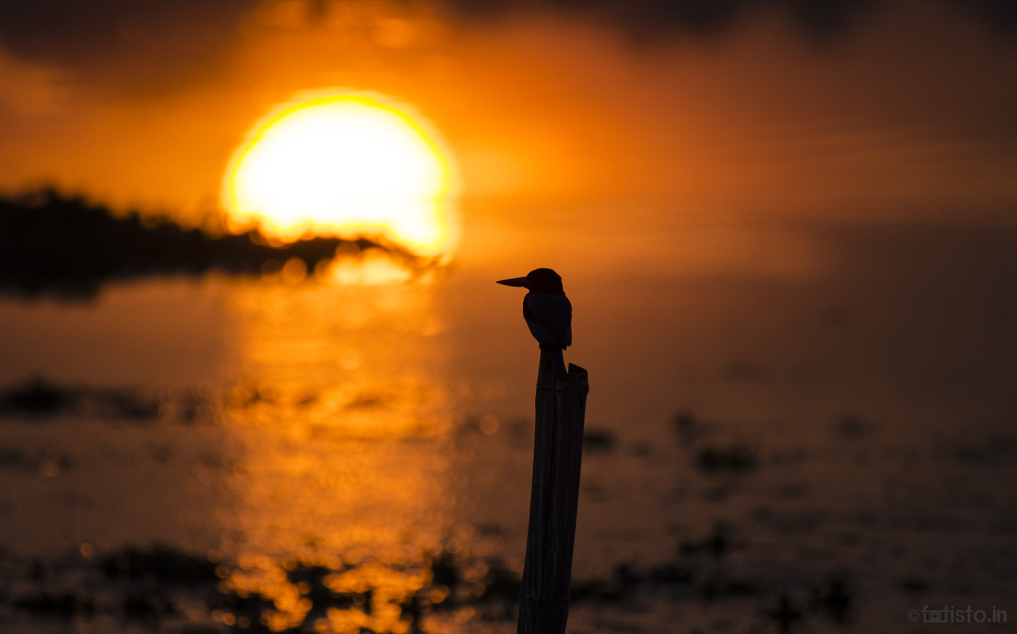 Nikon AF-S Nikkor 200-500mm F5.6E ED VR sample photo. Enjoying the sunrise! photography