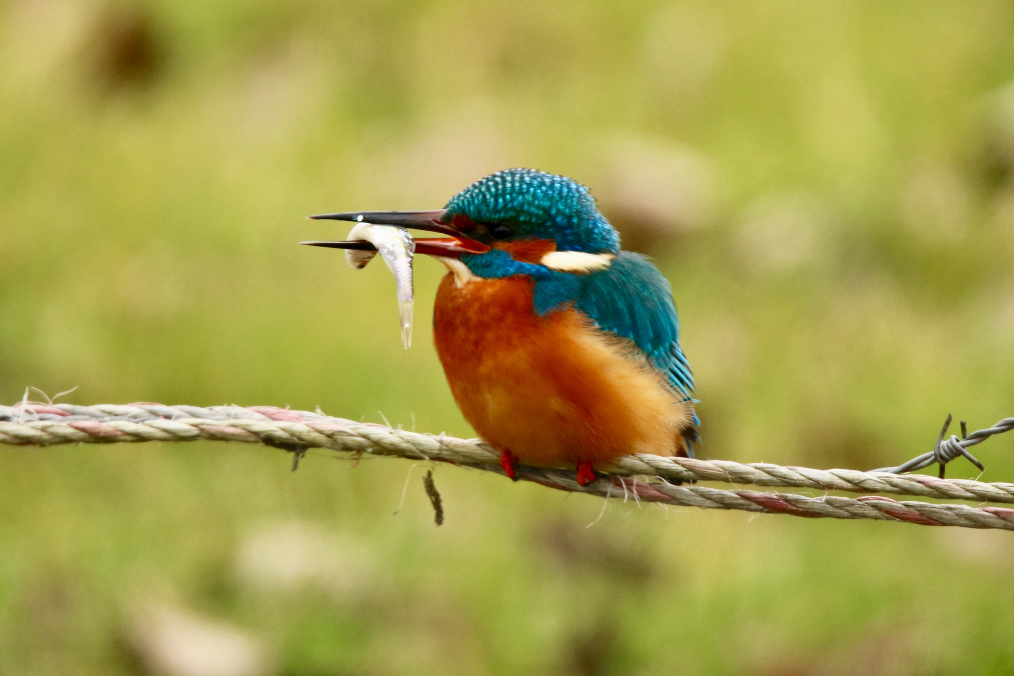 Sigma 150mm f/2.8 EX DG OS HSM APO Macro sample photo. Kingfisher picture was taken nearby the diefdijk. photography