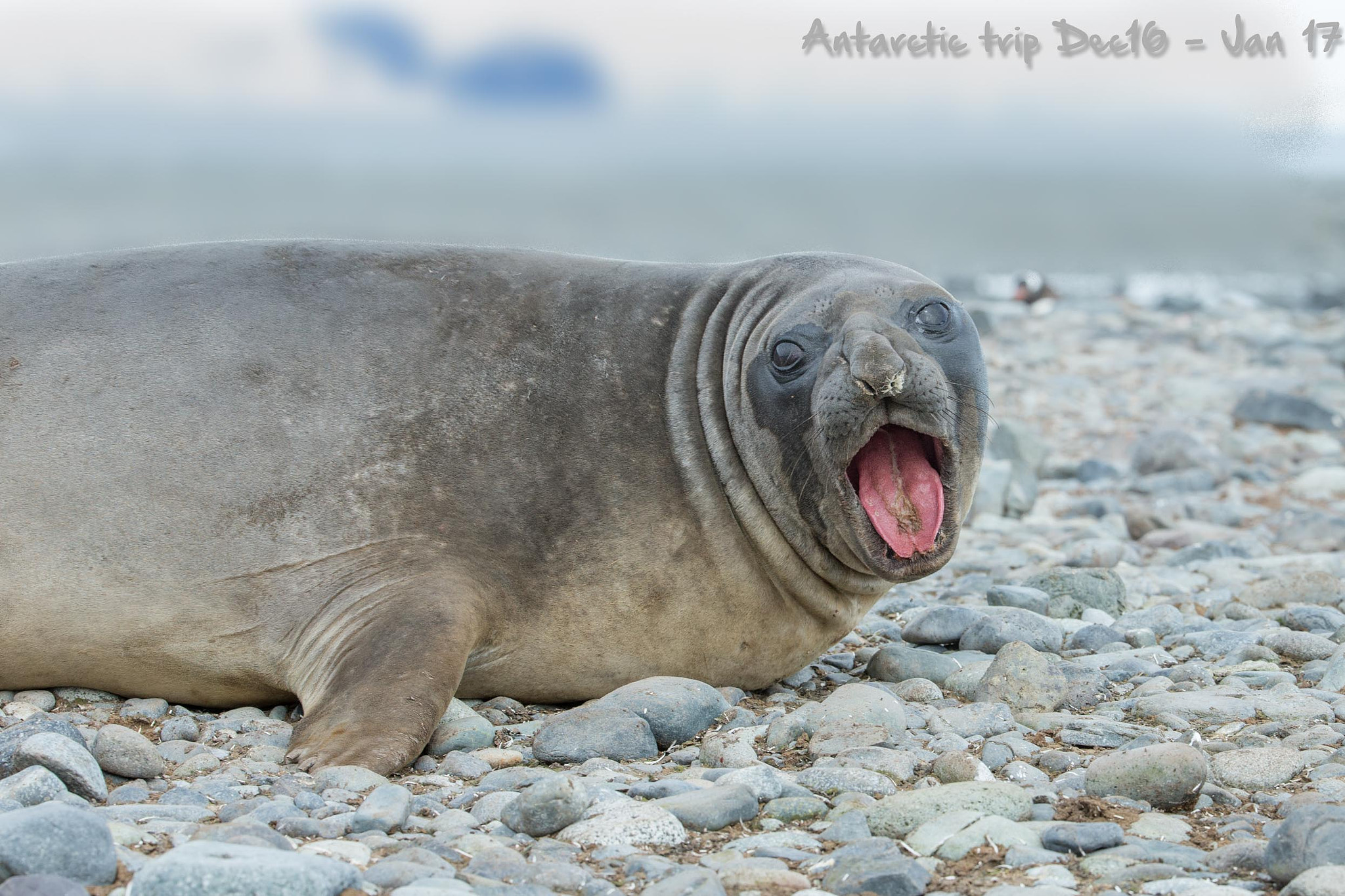 Canon EF 200-400mm F4L IS USM Extender 1.4x sample photo. Elephant seal on beach photography
