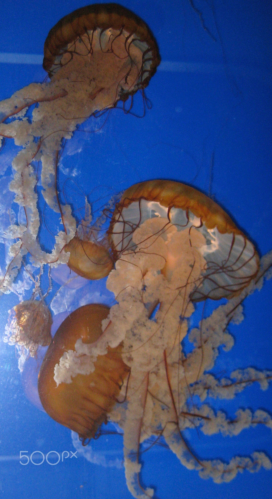 Canon POWERSHOT A560 sample photo. Jellyfish photography