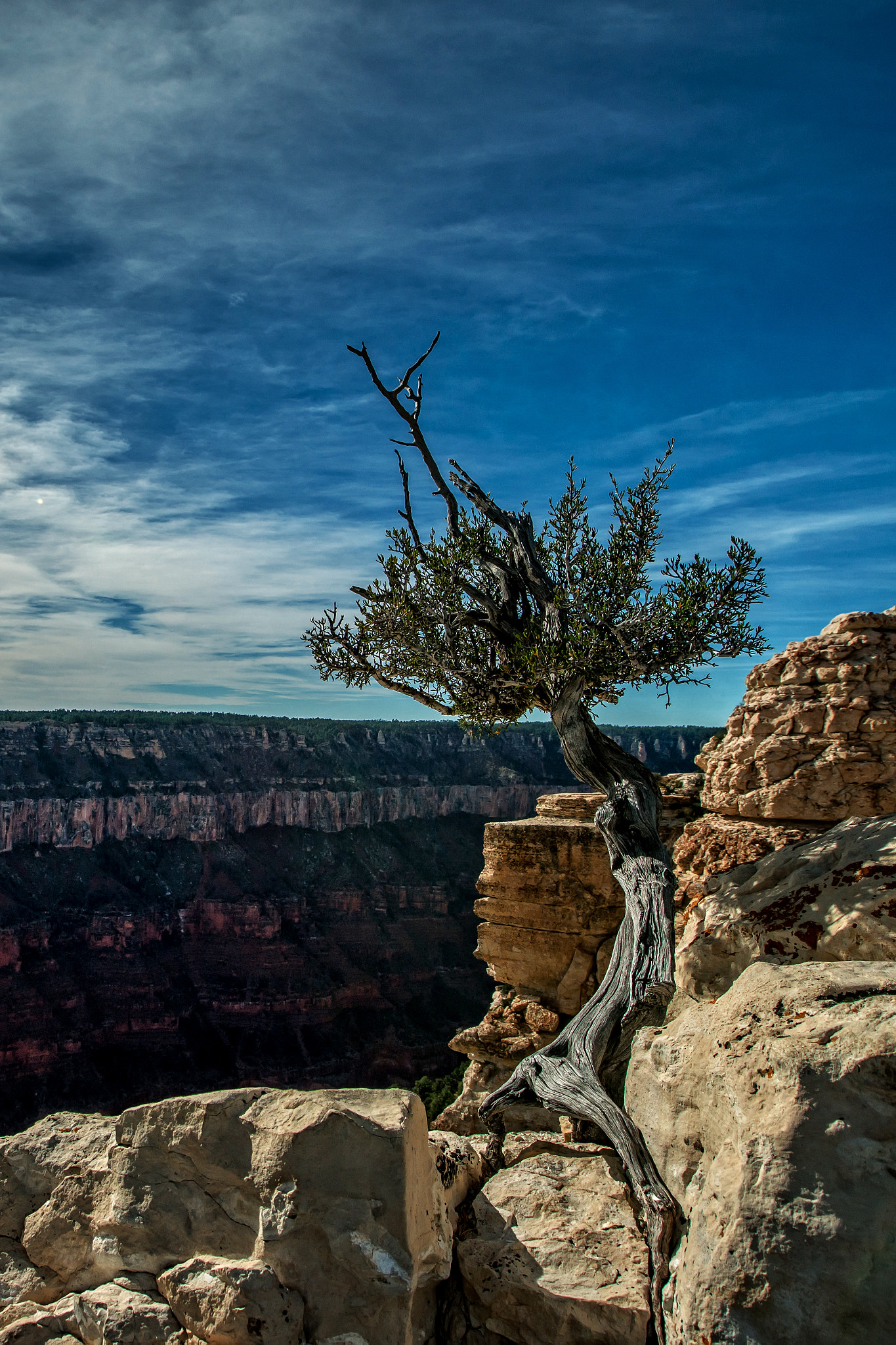 Sony a7R II + Canon EF 16-35mm F2.8L II USM sample photo. Stone roots photography