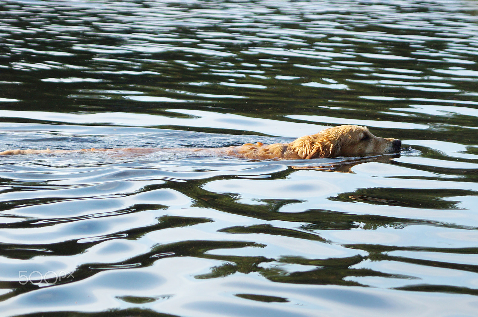 Sony SLT-A65 (SLT-A65V) sample photo. Dog golden retriever swims in the water, head above water, waves photography