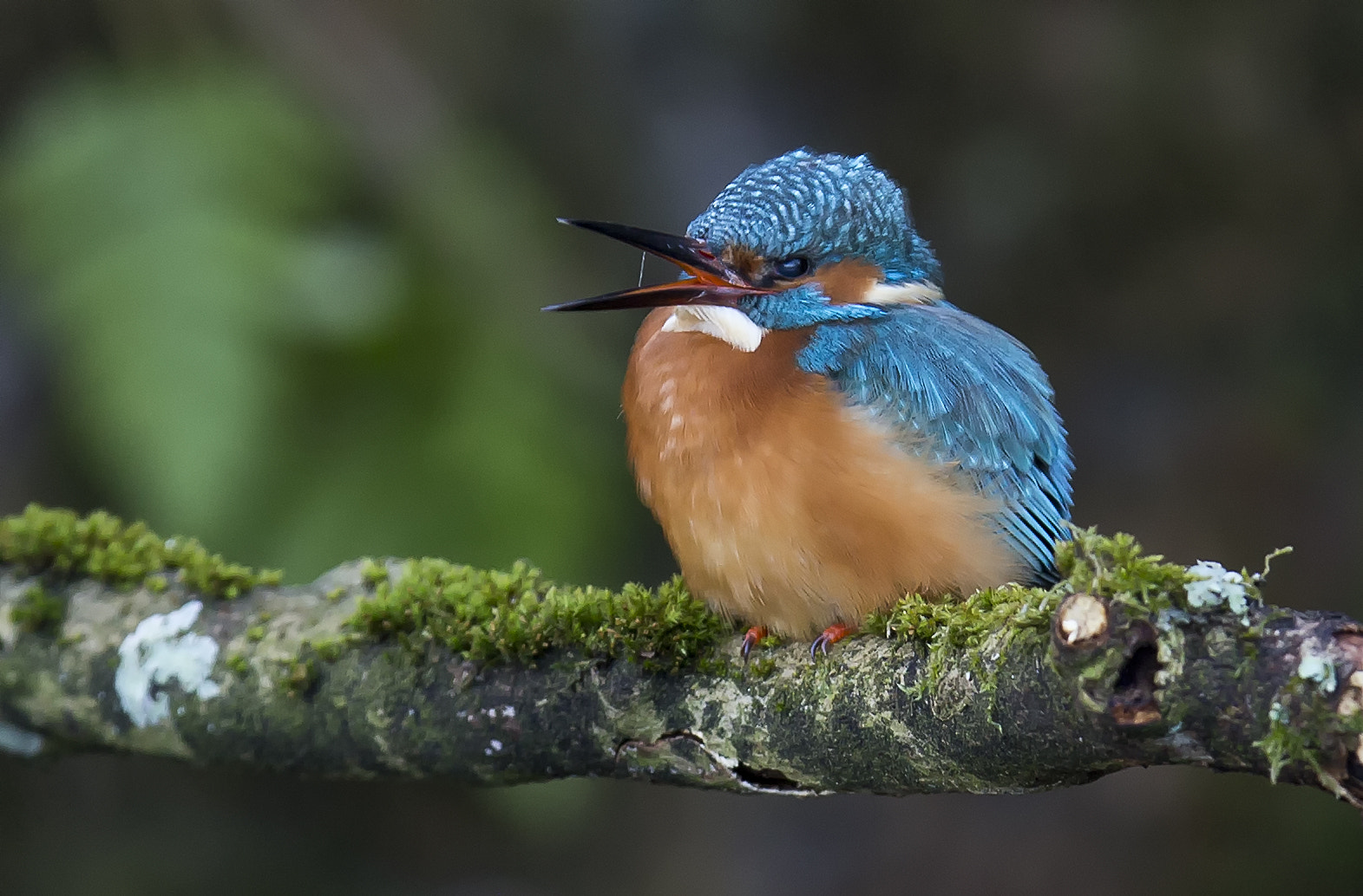 Canon EF 400mm F2.8L IS II USM sample photo. Kingfisher photography