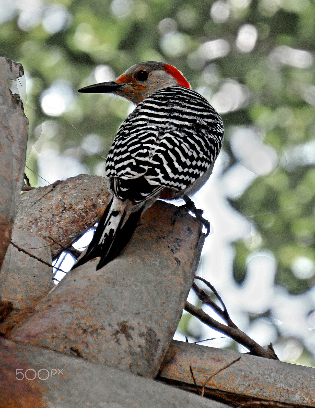 Sony Alpha a3000 sample photo. Red-bellied woodpecker photography