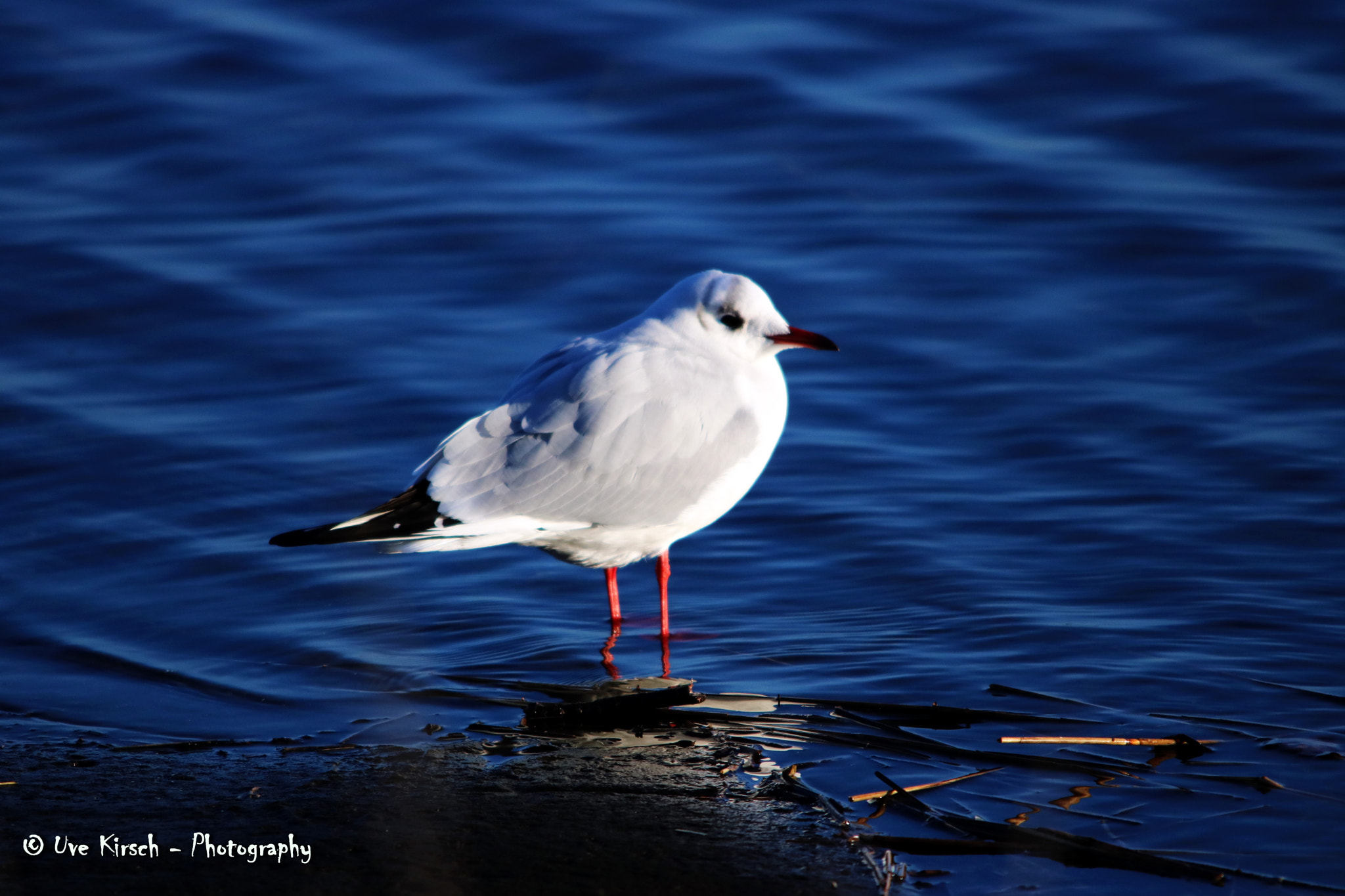 Canon EOS 760D (EOS Rebel T6s / EOS 8000D) + Sigma 150-500mm F5-6.3 DG OS HSM sample photo. Black headed gull photography