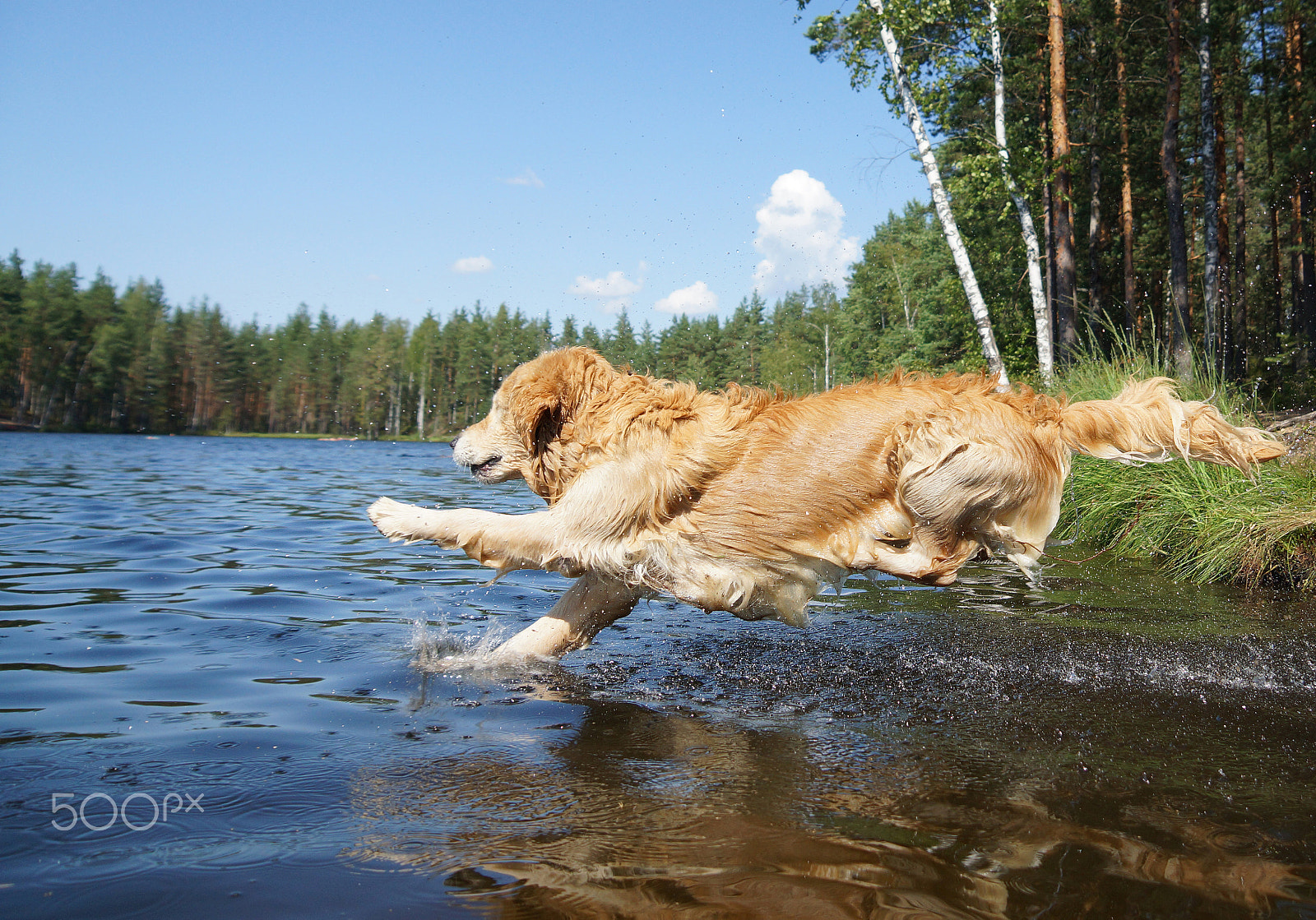 Sony SLT-A65 (SLT-A65V) sample photo. Dog golden retriever dives into the forest lake shore with a running, a moment before immersion... photography