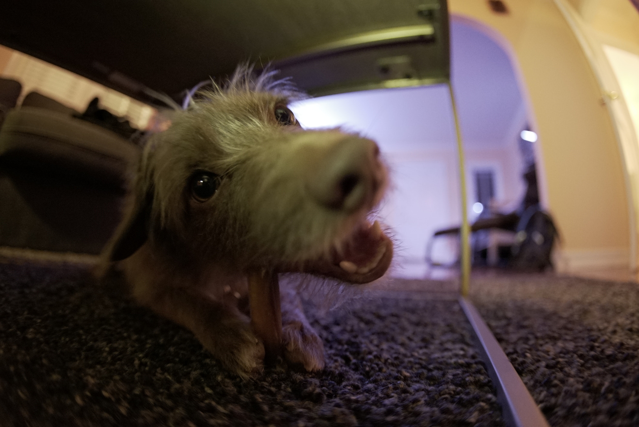 Sony a7S II + Canon EF 15mm F2.8 Fisheye sample photo. Ollie is a big fan of the new table. photography