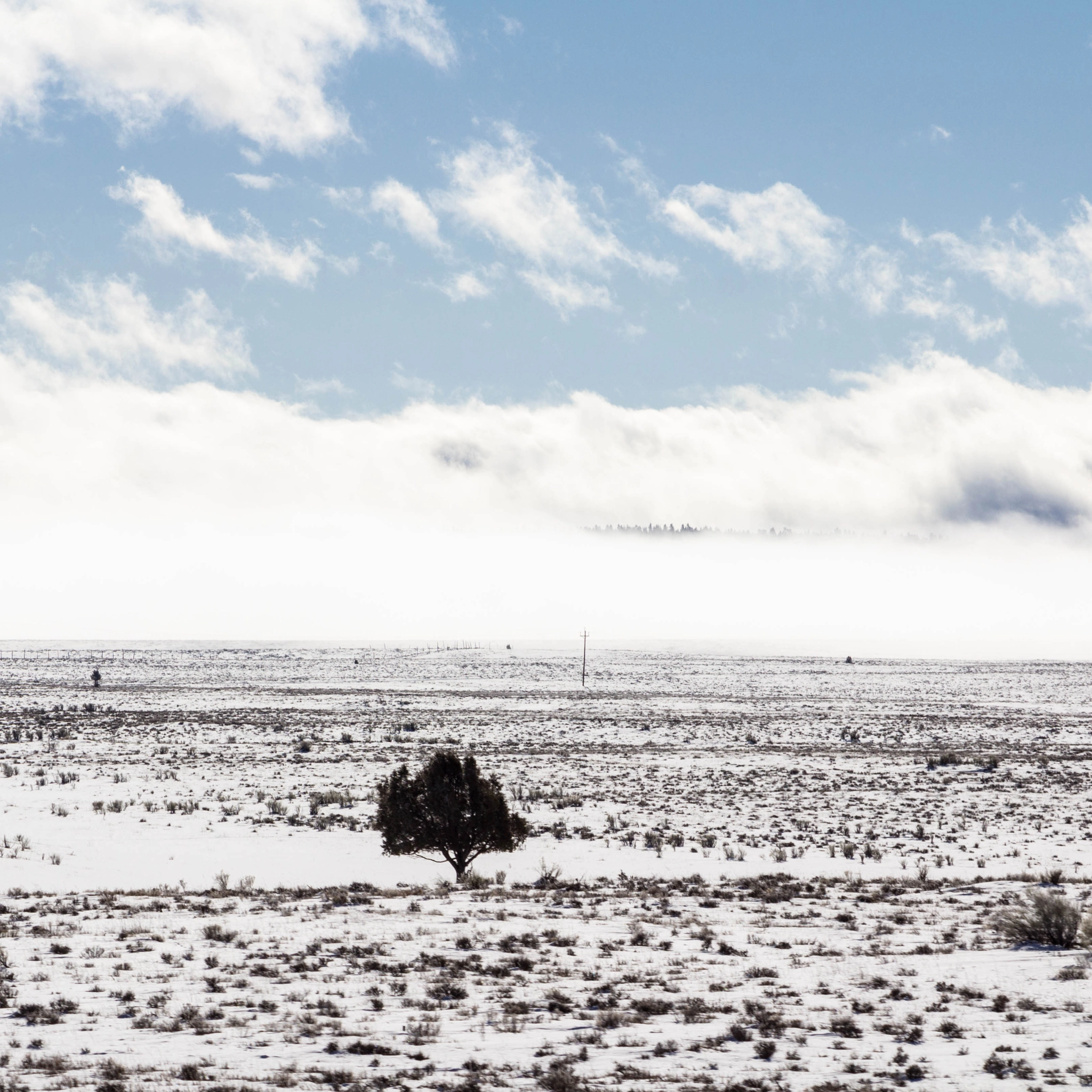 Canon EOS 600D (Rebel EOS T3i / EOS Kiss X5) sample photo. The lonely tree photography