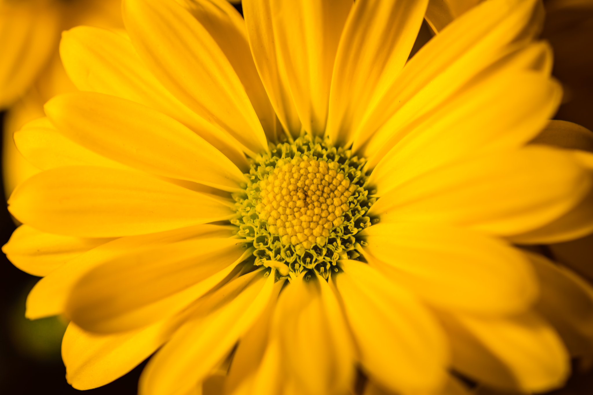 Sigma 105mm F2.8 EX DG OS HSM sample photo. Daisy green photography