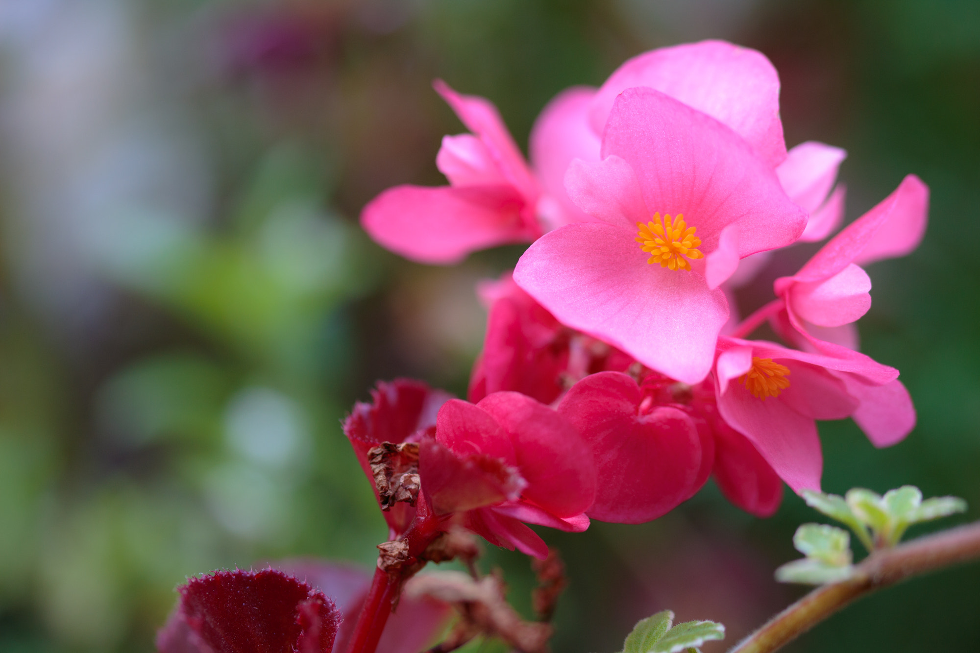 Sigma 105mm F2.8 EX DG OS HSM sample photo. Nature photography