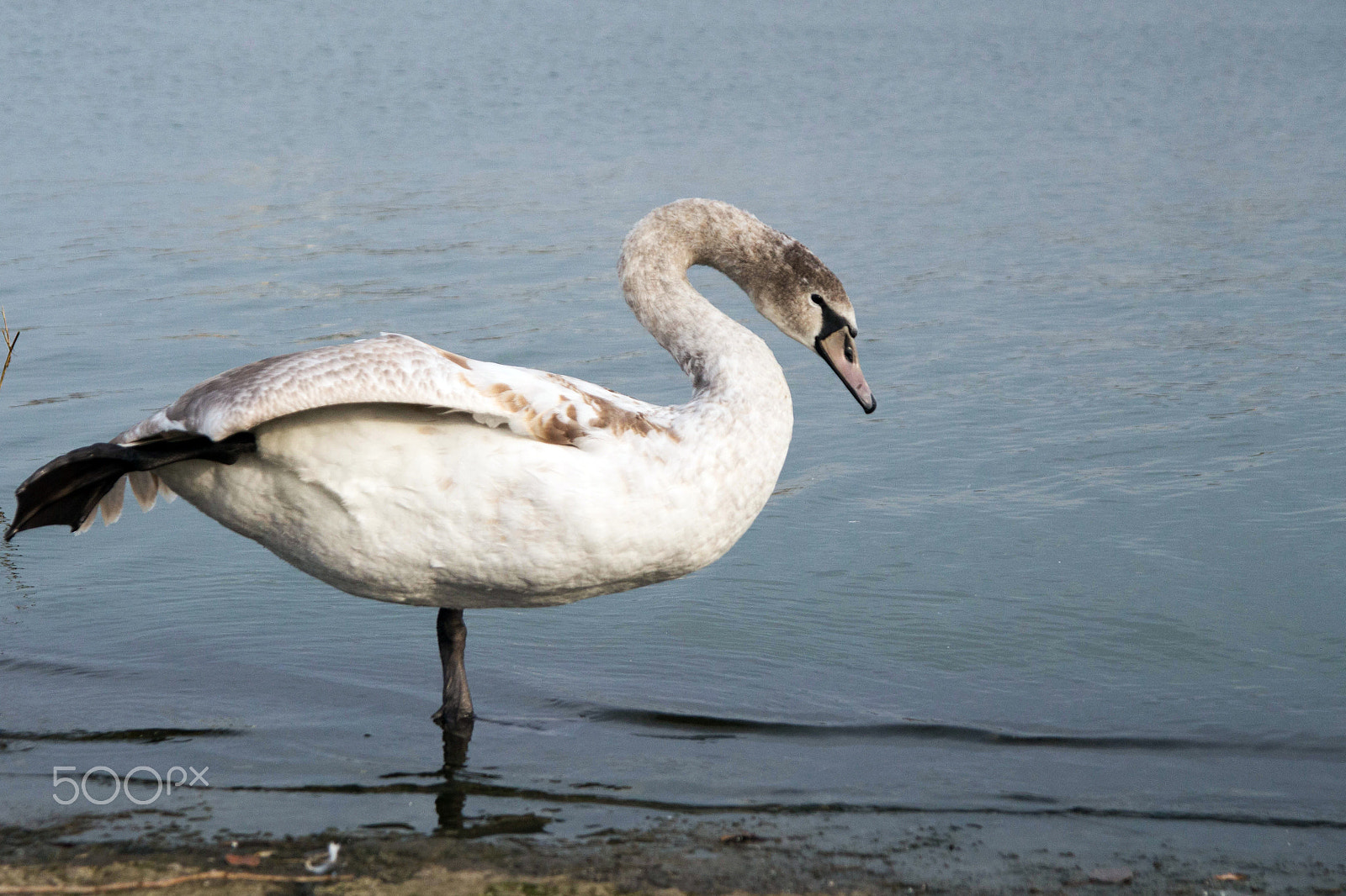 Sigma 17-70mm F2.8-4 DC Macro OS HSM sample photo. Swan standing photography