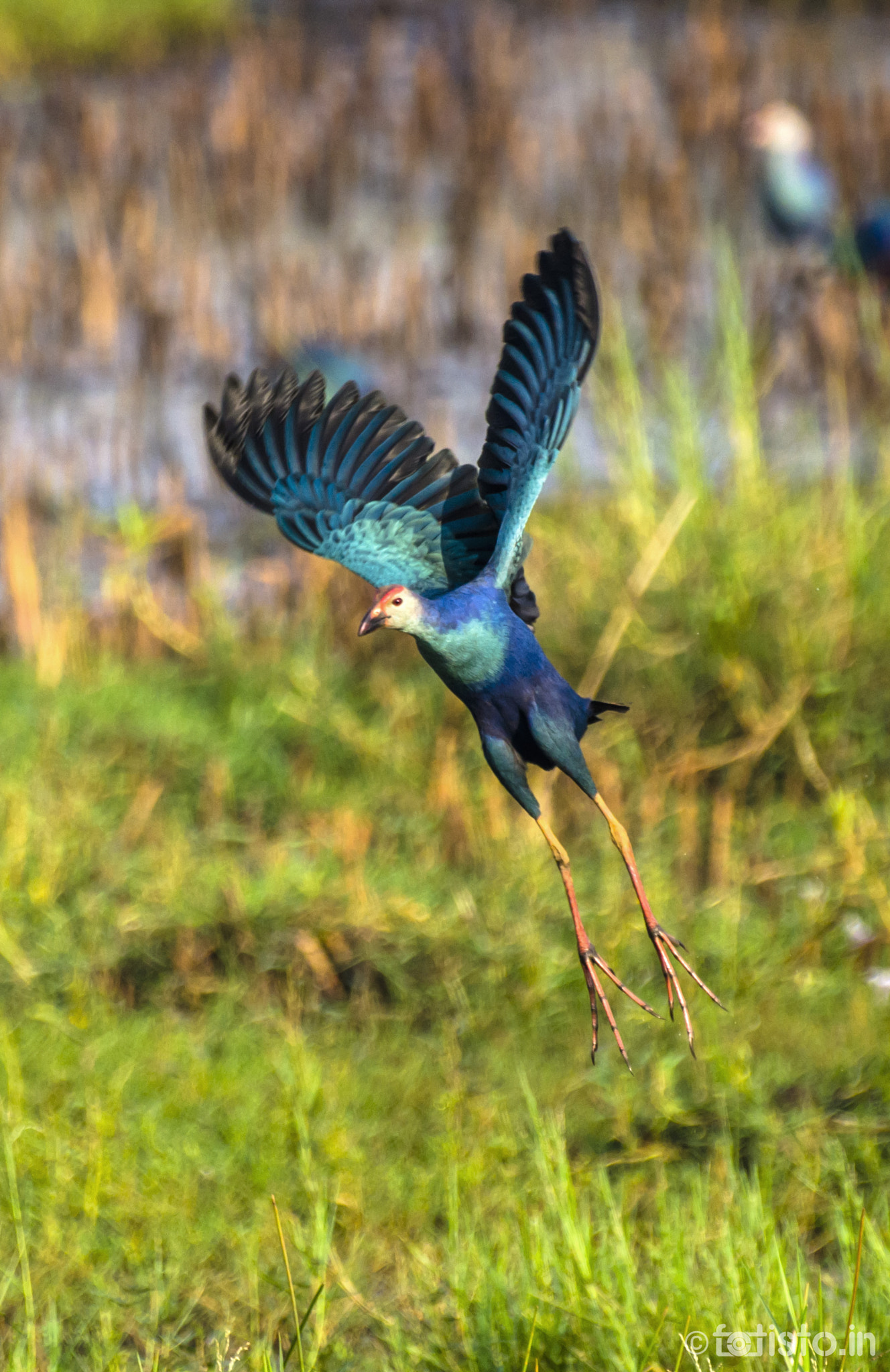 Nikon AF-S Nikkor 200-500mm F5.6E ED VR sample photo. Take off! photography
