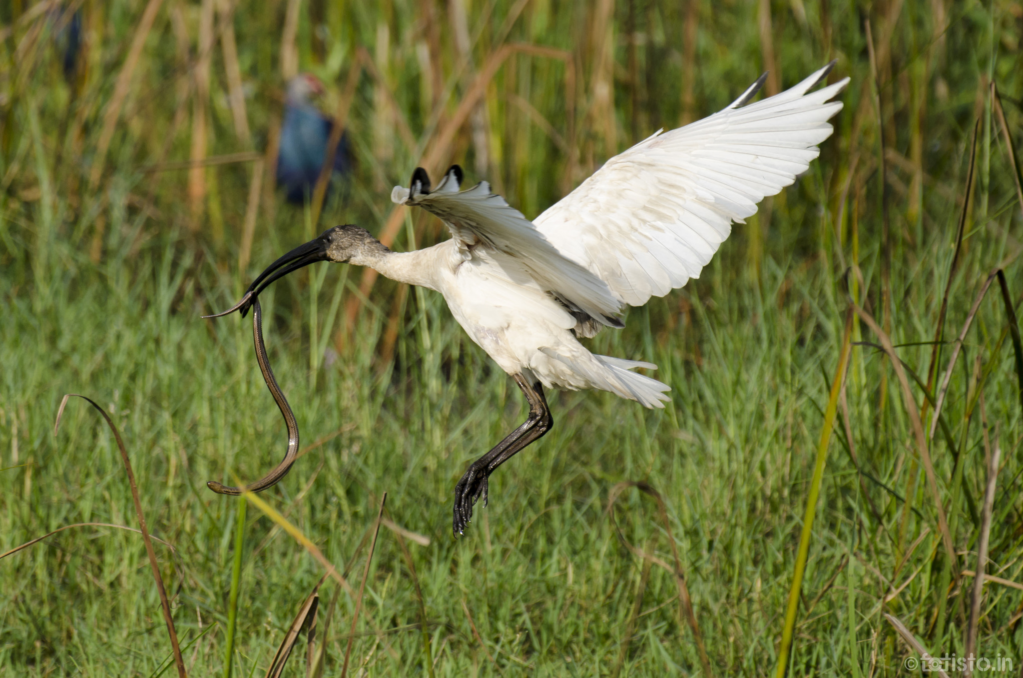 Nikon AF-S Nikkor 200-500mm F5.6E ED VR sample photo. Predator prey! photography
