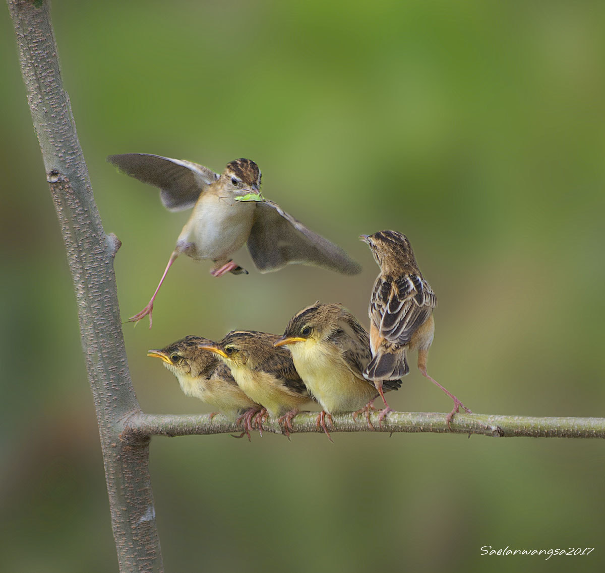 Pentax smc DA 50-200mm F4-5.6 ED sample photo. Birds#2 photography