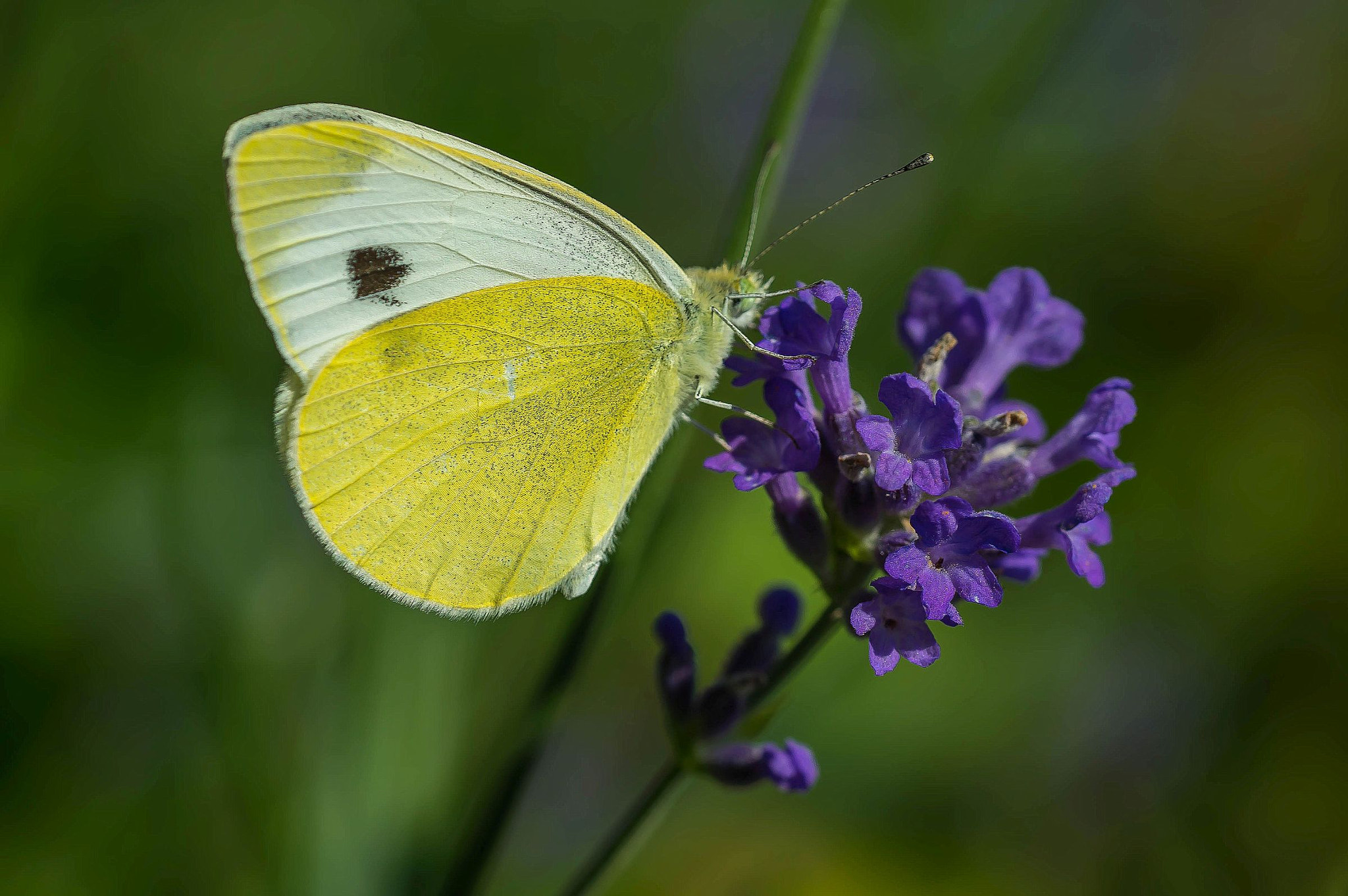 Sony a7R + Sony FE 90mm F2.8 Macro G OSS sample photo. Butterfly photography