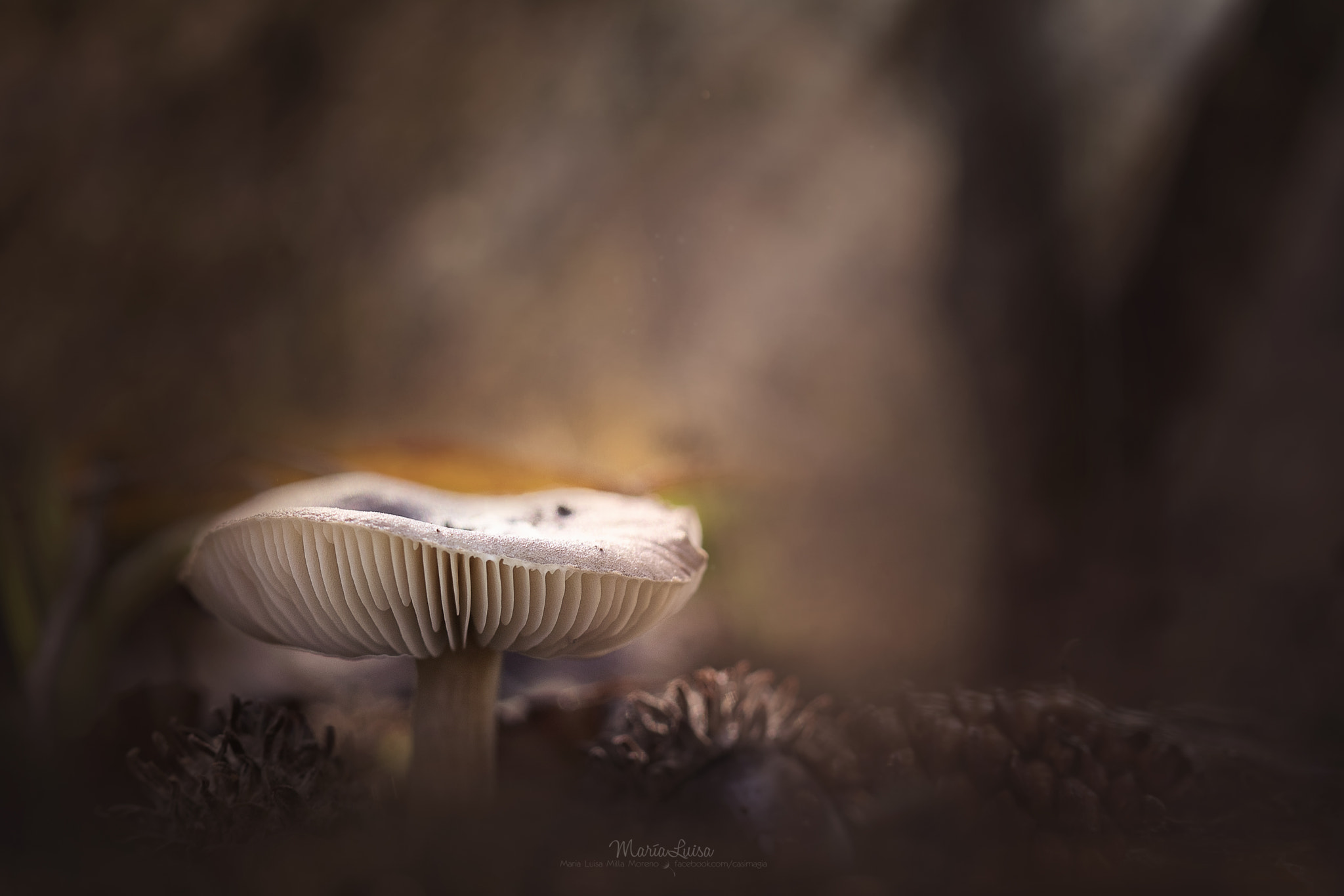 Canon EF 100mm F2.8 Macro USM sample photo. Fragile dream photography