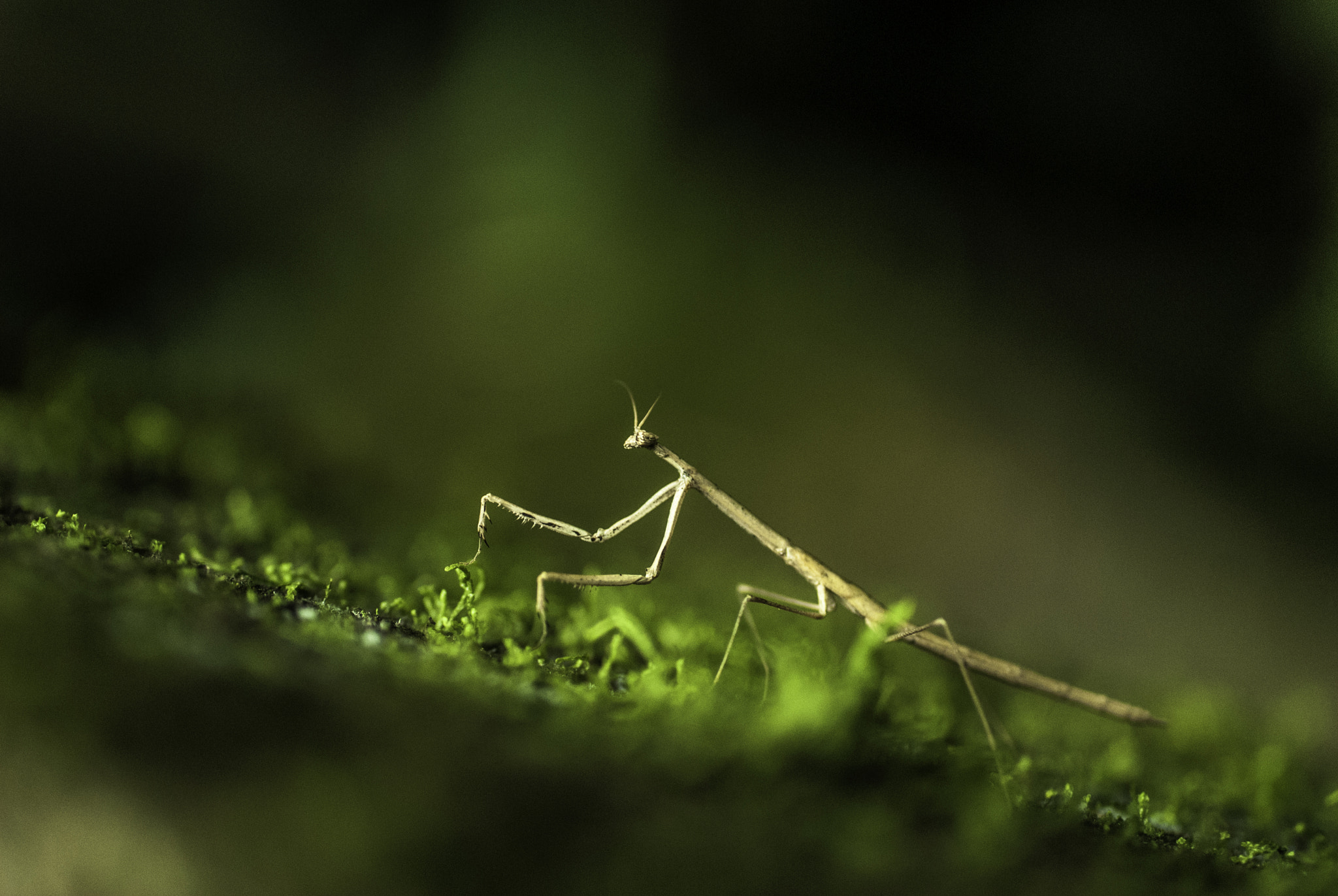 Nikon D200 + Sigma 50mm F2.8 EX DG Macro sample photo. Mantis photography