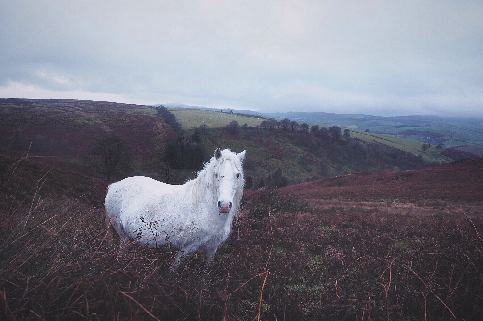 Olympus OM-D E-M5 II + Olympus M.Zuiko Digital ED 12-40mm F2.8 Pro sample photo. Wild in shropshire photography