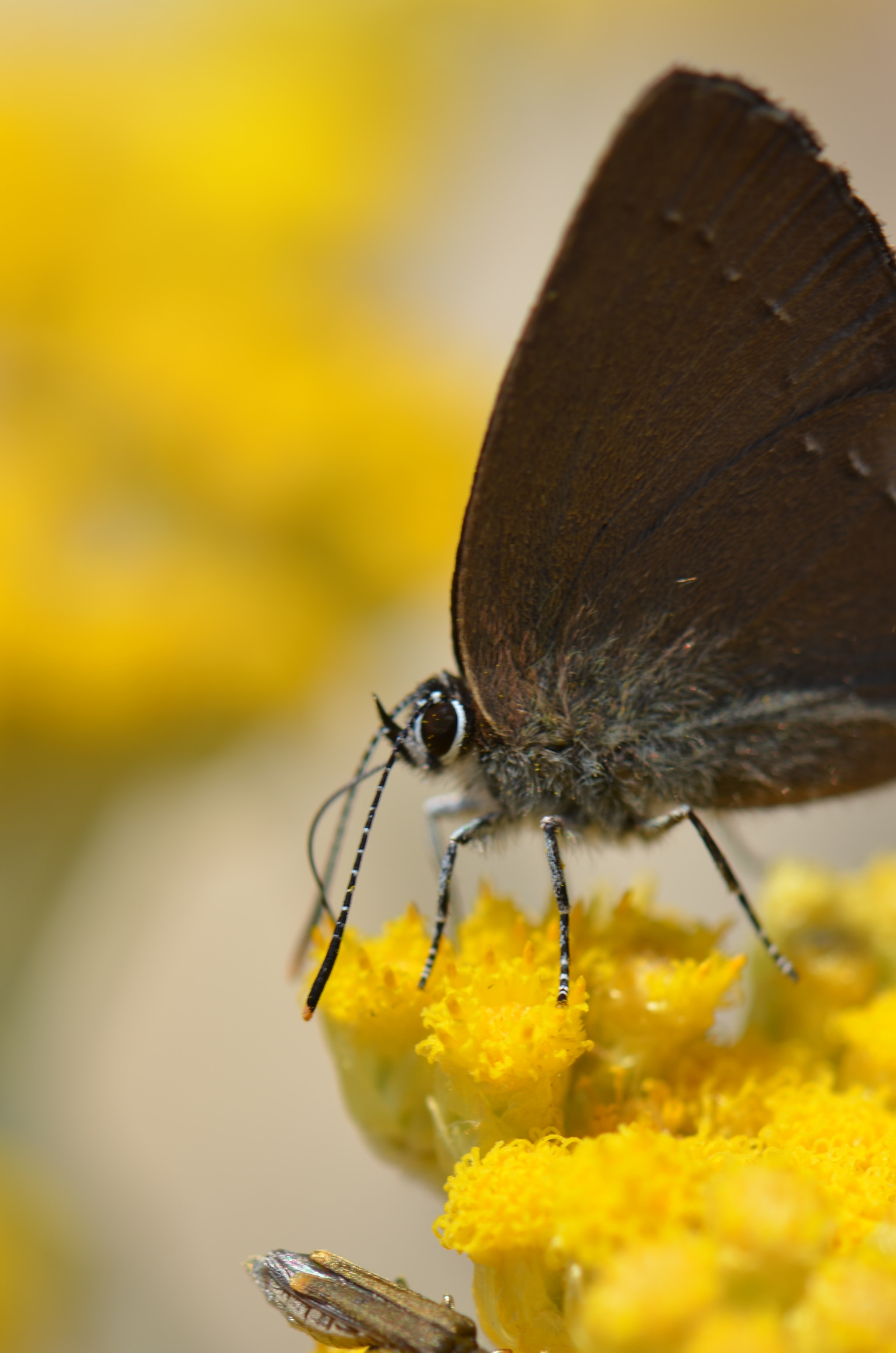 Nikon AF-S Micro-Nikkor 105mm F2.8G IF-ED VR sample photo