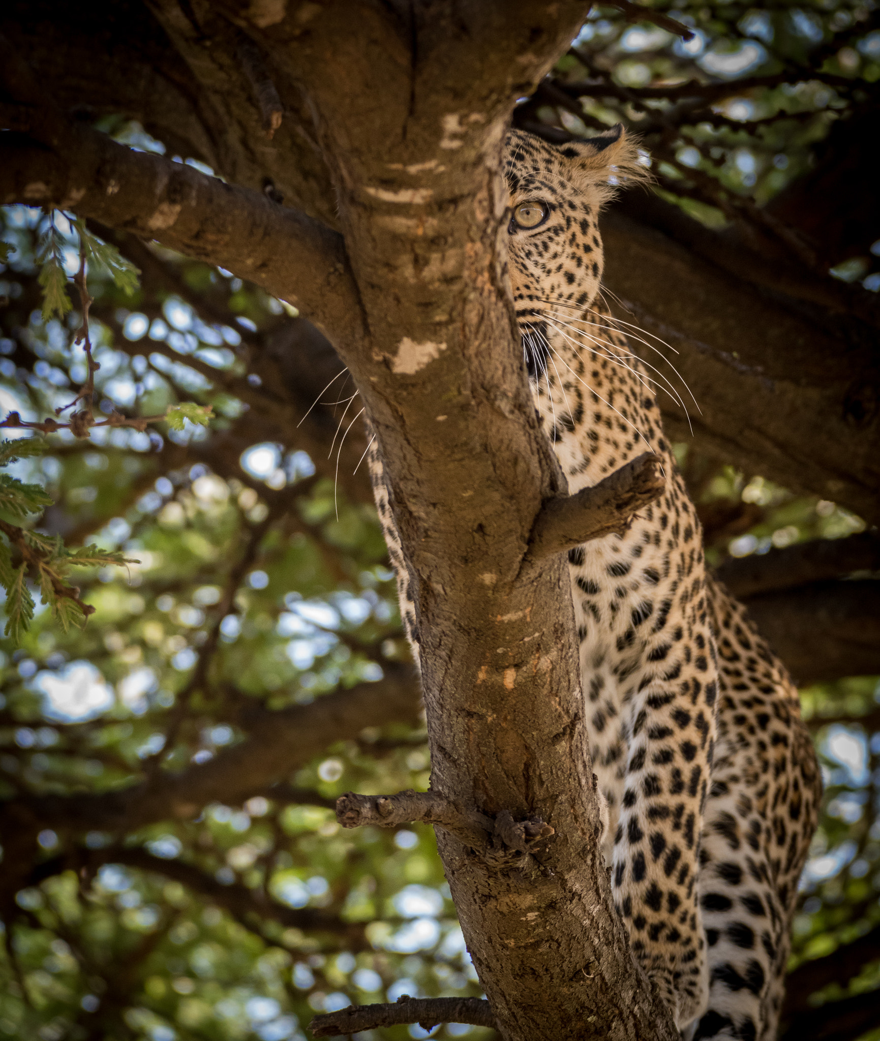 Nikon D810 sample photo. One eye photography