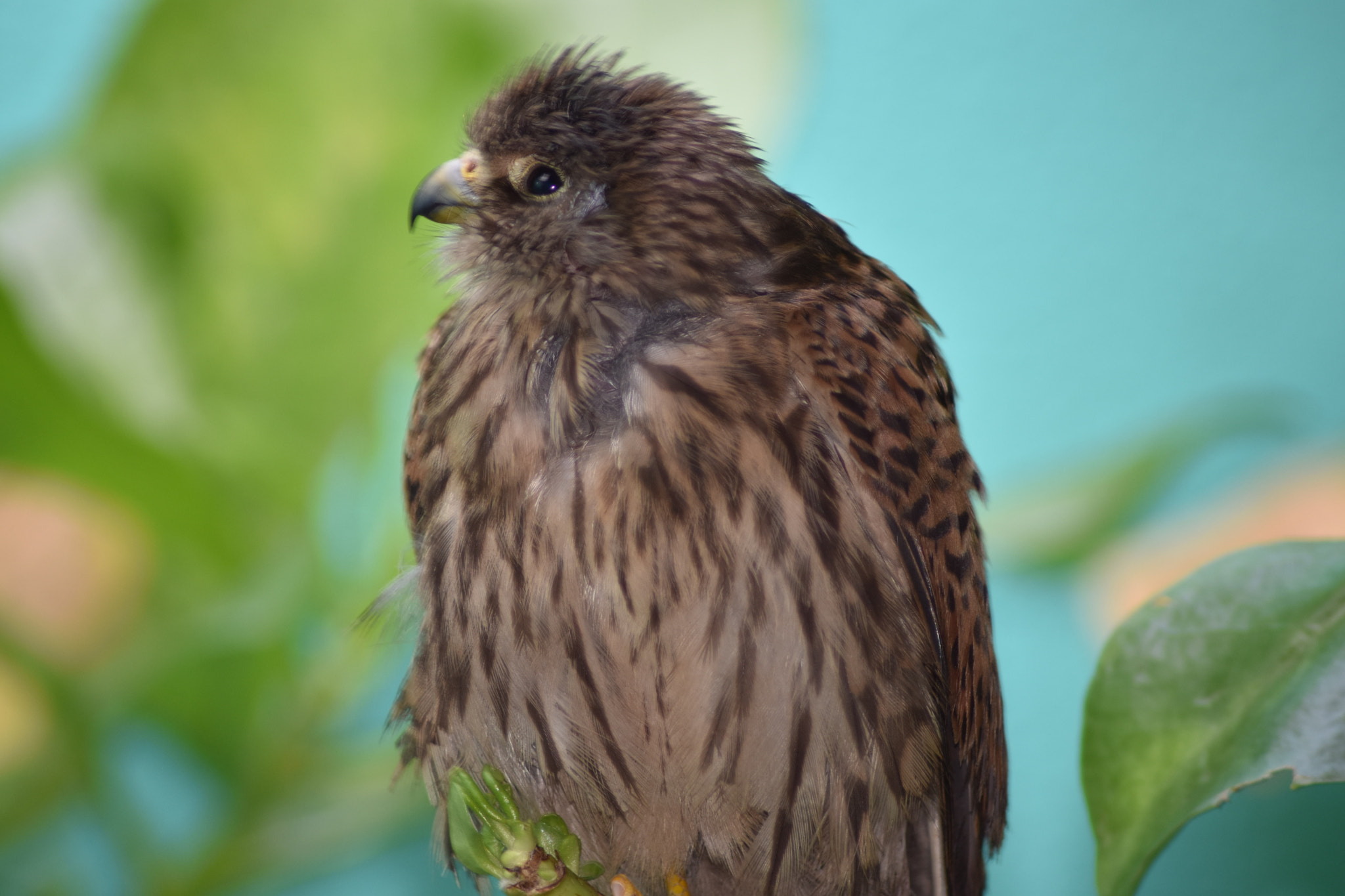 Nikon AF Nikkor 70-300mm F4-5.6G sample photo. The bird photography