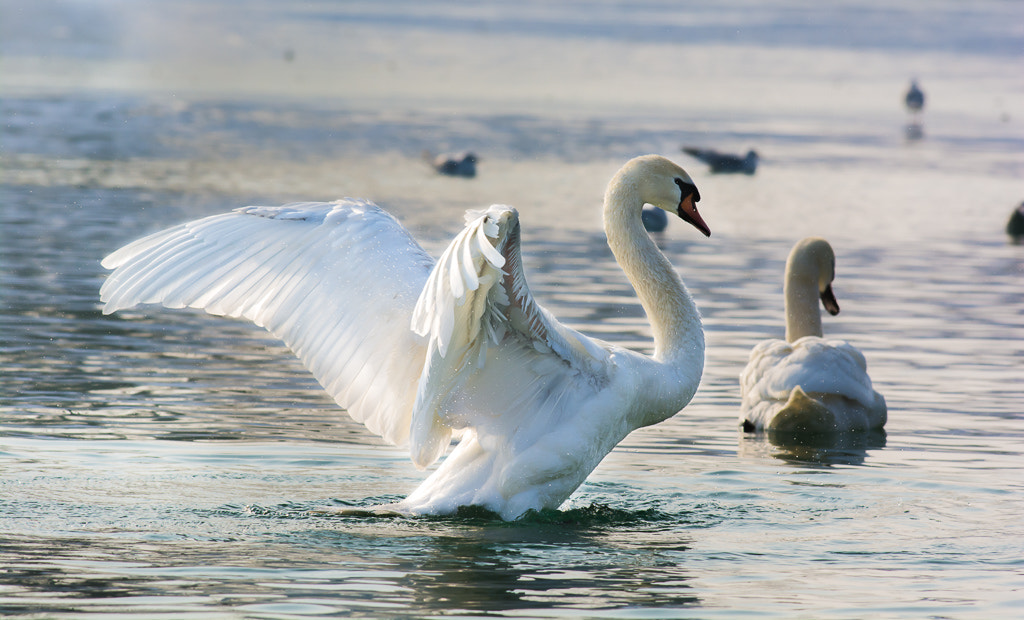 Nikon D7100 + Nikon AF-S Nikkor 300mm F4D ED-IF sample photo. Spread your wings bro photography